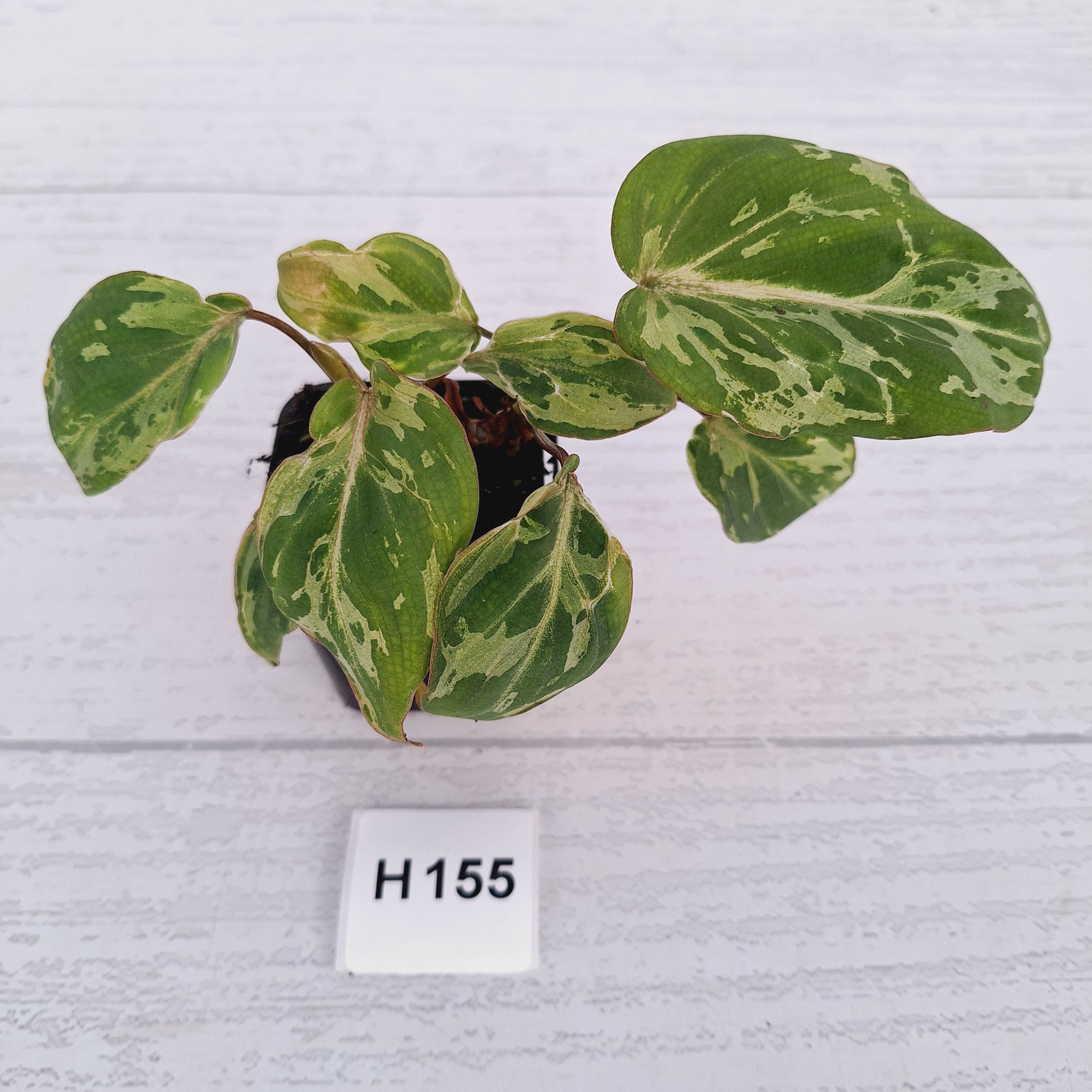 Philodendron gloriosum 'Snow Leopard'