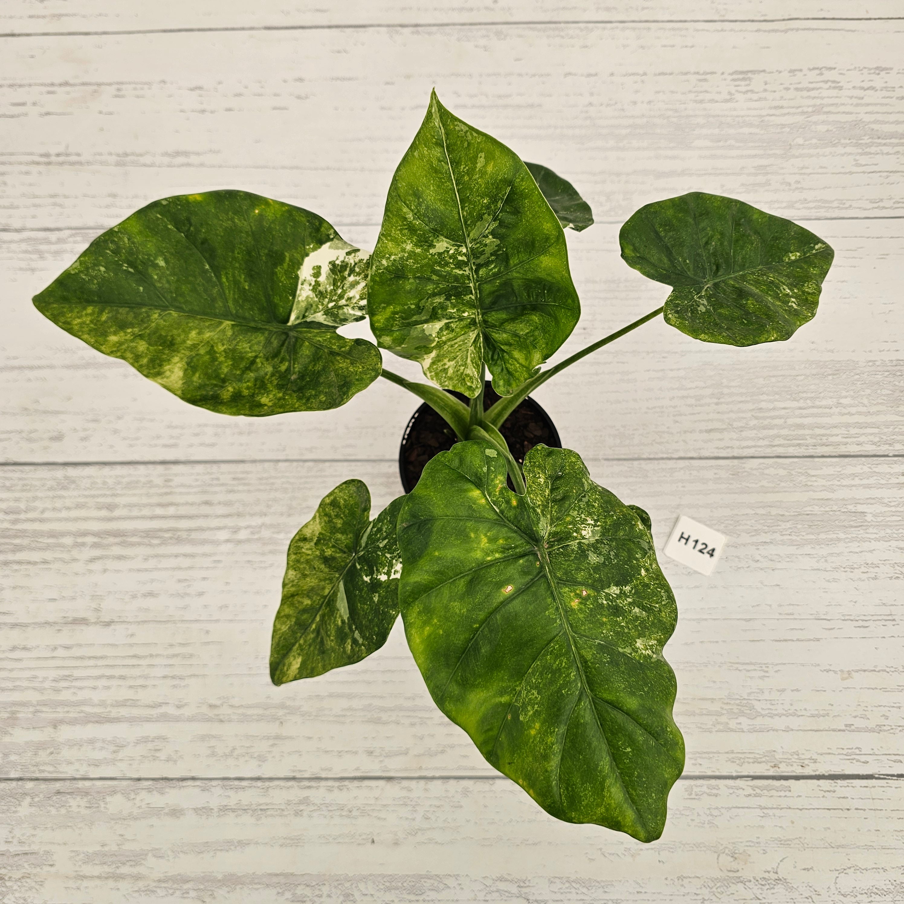Alocasia Portora Variegata - SALE
