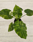 Alocasia Portora Variegata - SALE