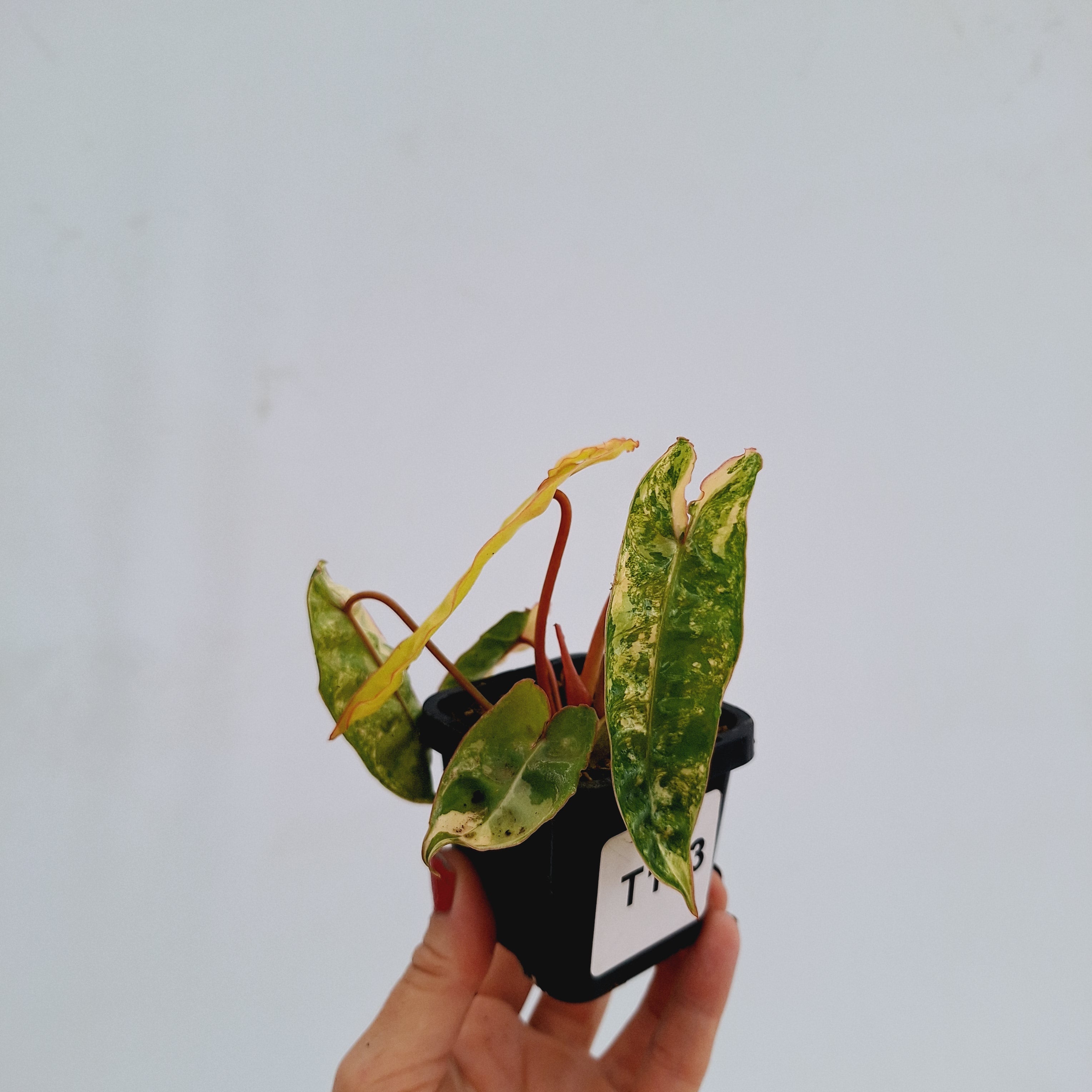 Philodendron billietiae Variegata