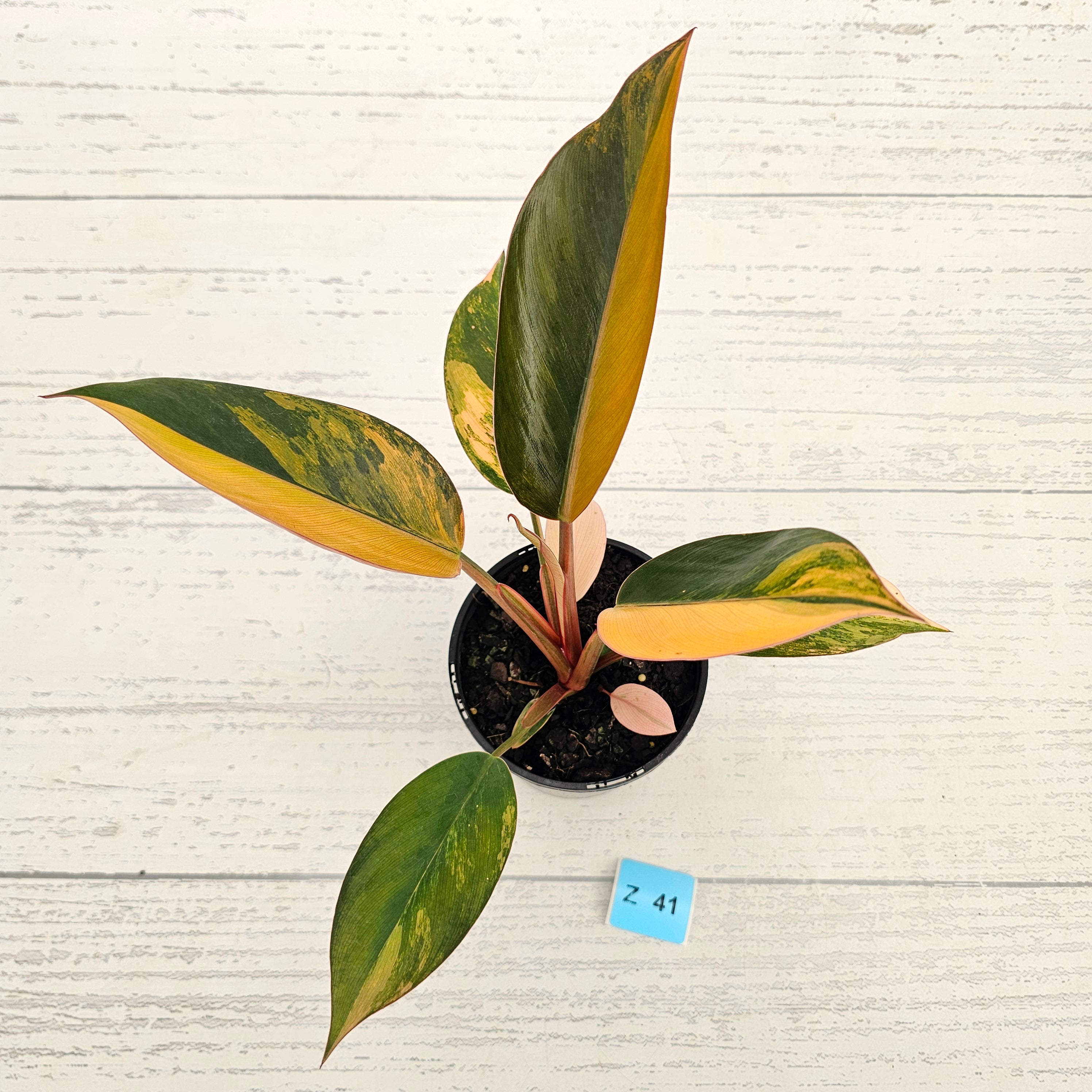 Philodendron 'Rojo Congo Variegated' 125mm
