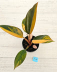 Philodendron 'Rojo Congo Variegated' 125mm