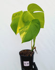 Monstera borsigiana Aurea