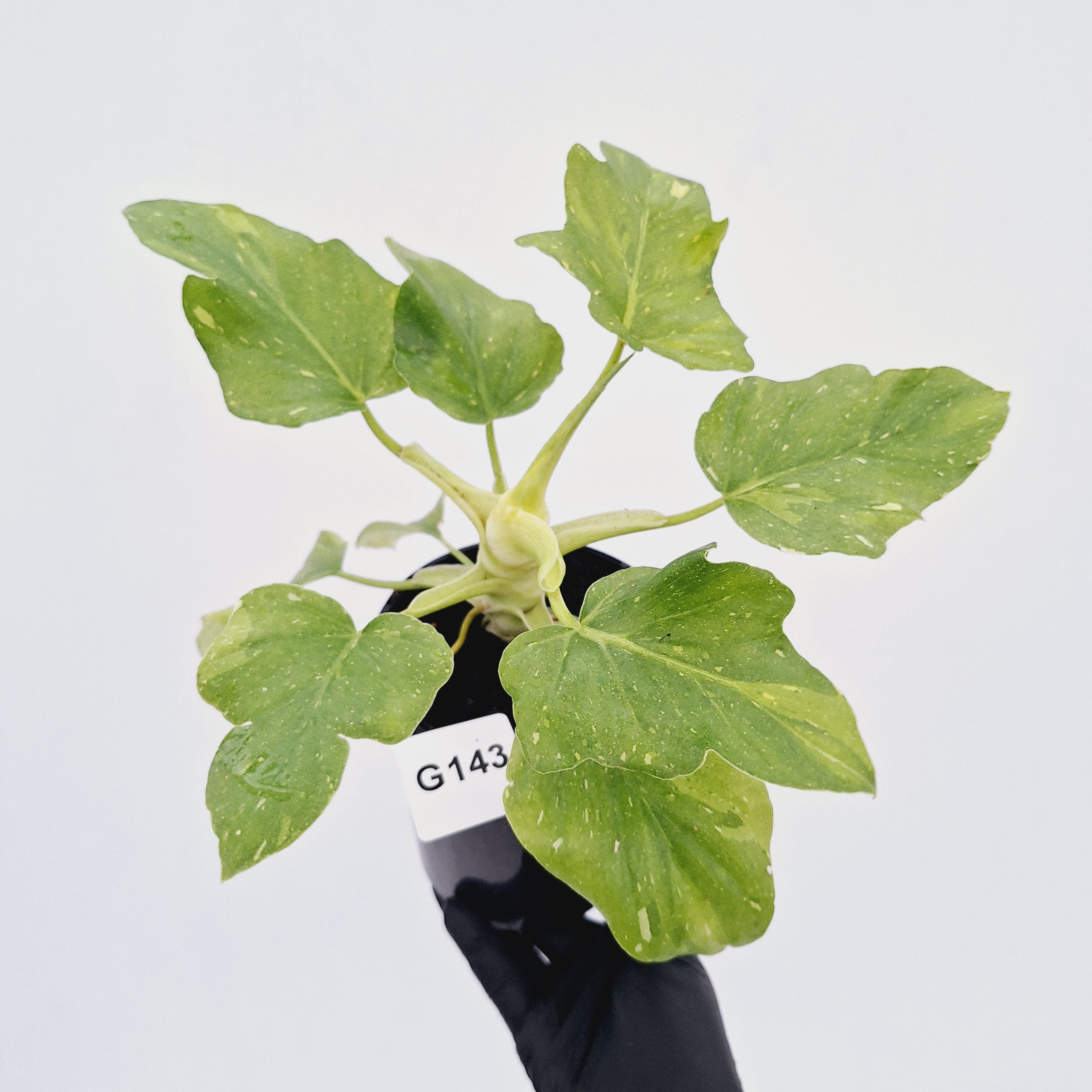 Philodendron warscewiczii Gold Variegata
