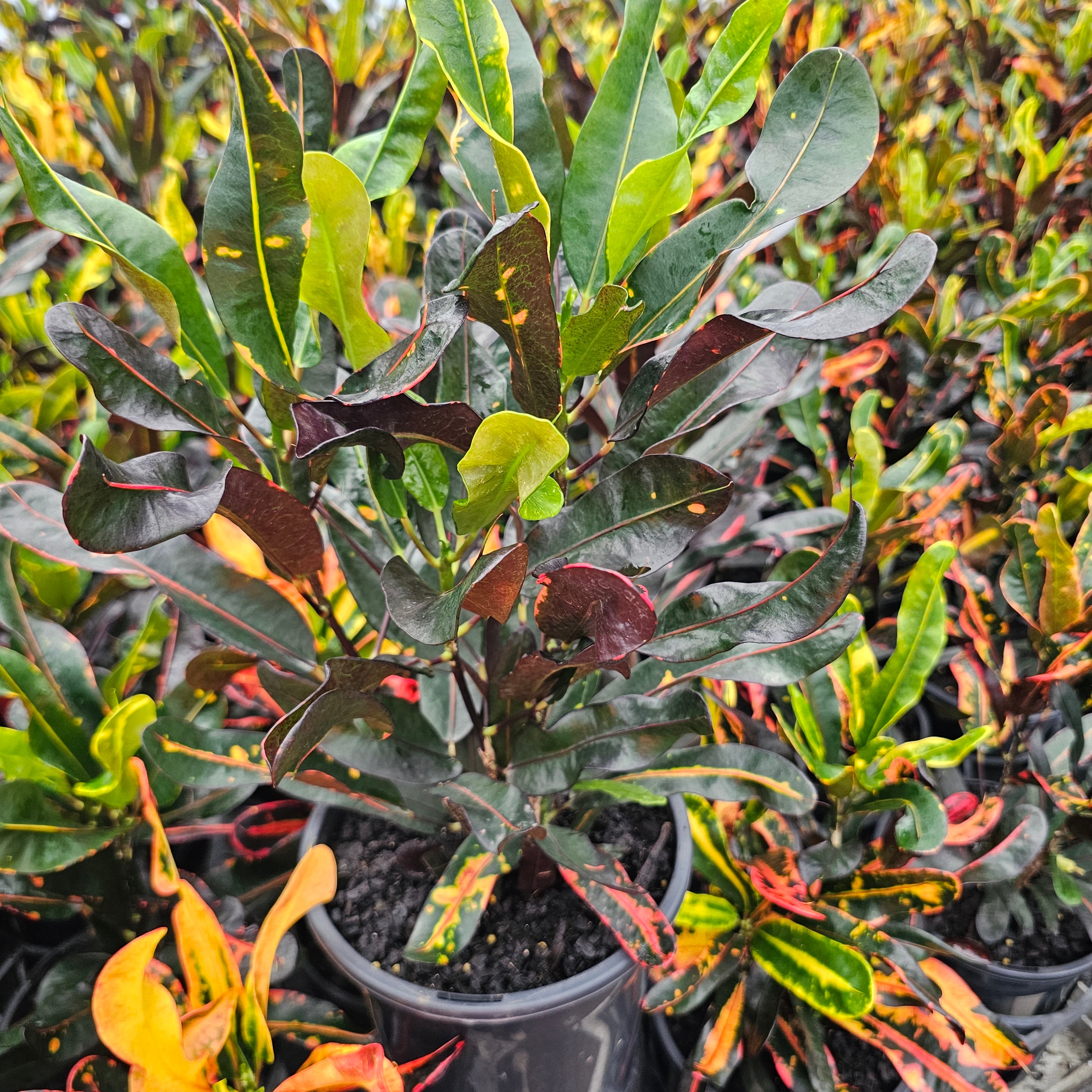 Codiaeum variegatum Croton Mammy