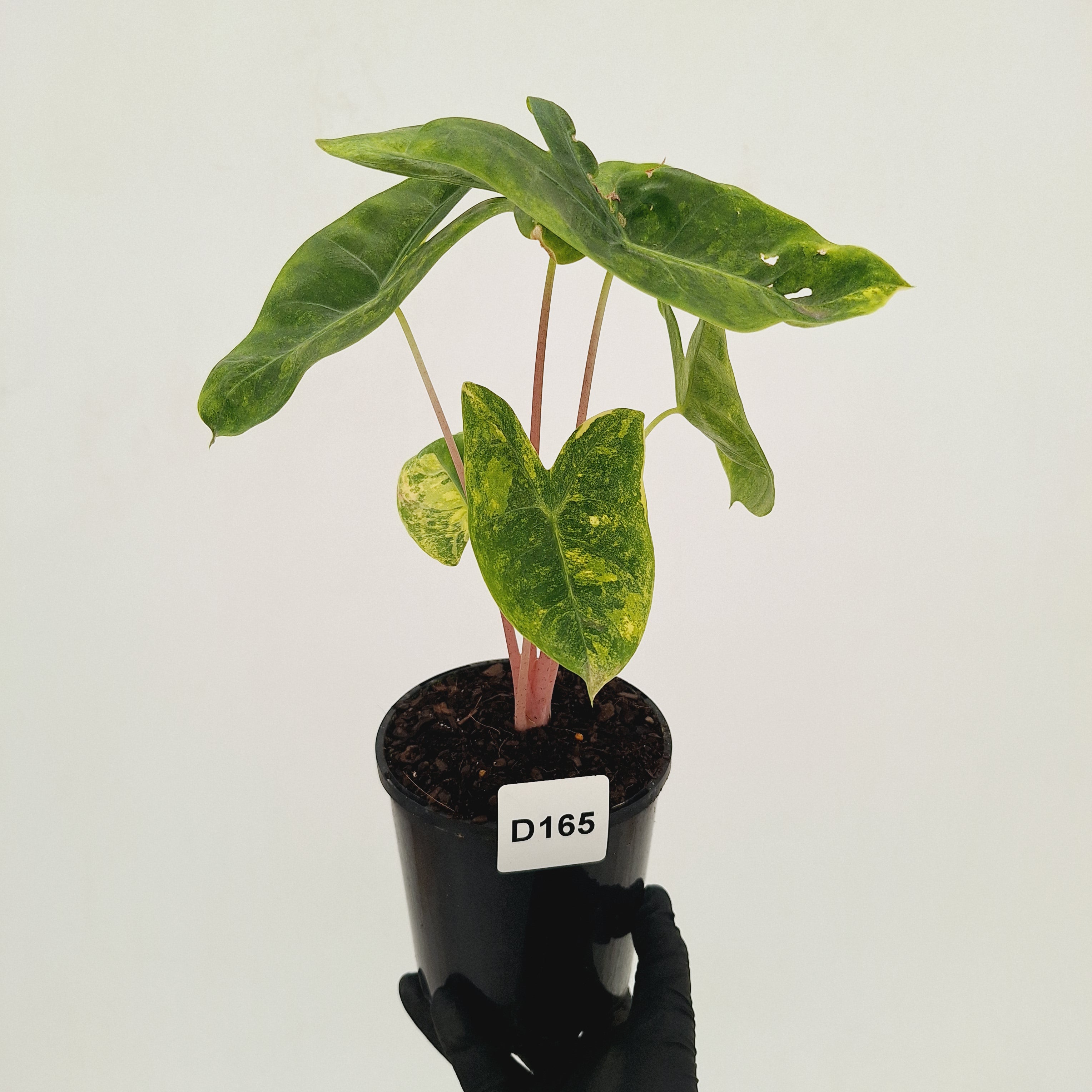 Alocasia 'Morocco' Variegated - SALE