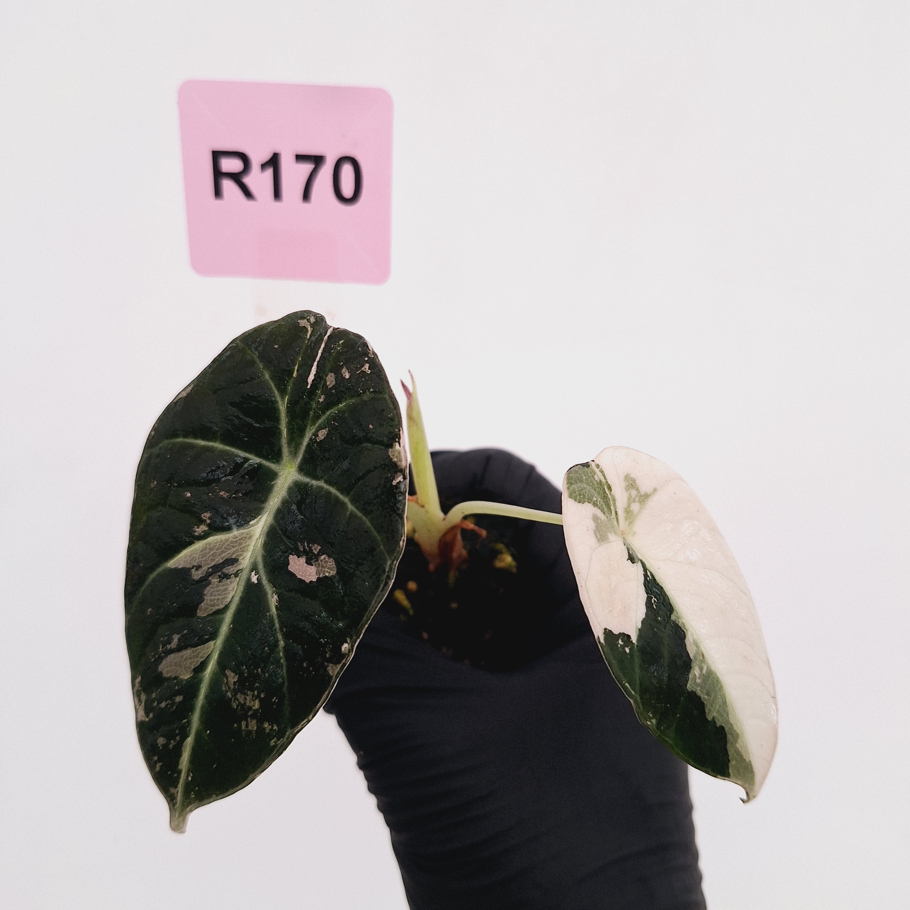 Alocasia reginula 'Black Velvet variegata' - Bare Bottom Baby