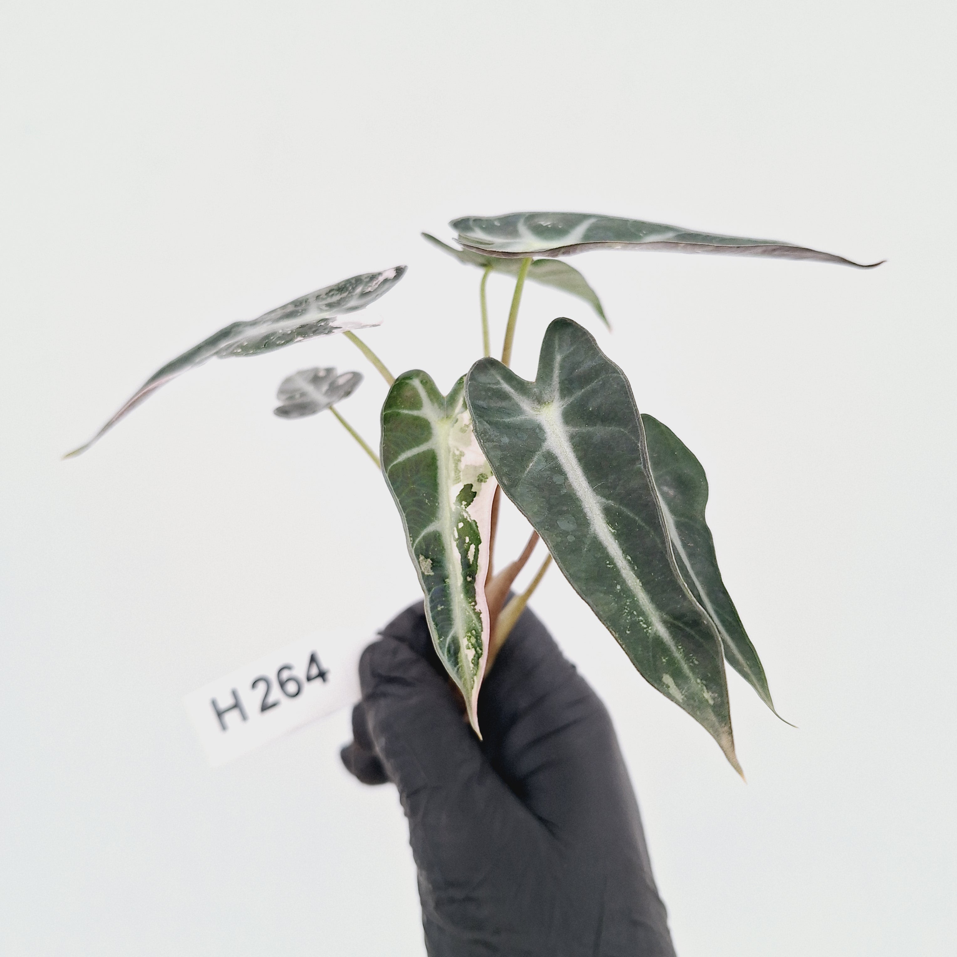 Alocasia Amazonica  bambino Variegata - Bare Bottom Baby - SALE