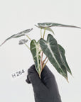Alocasia Amazonica  bambino Variegata - Bare Bottom Baby - SALE