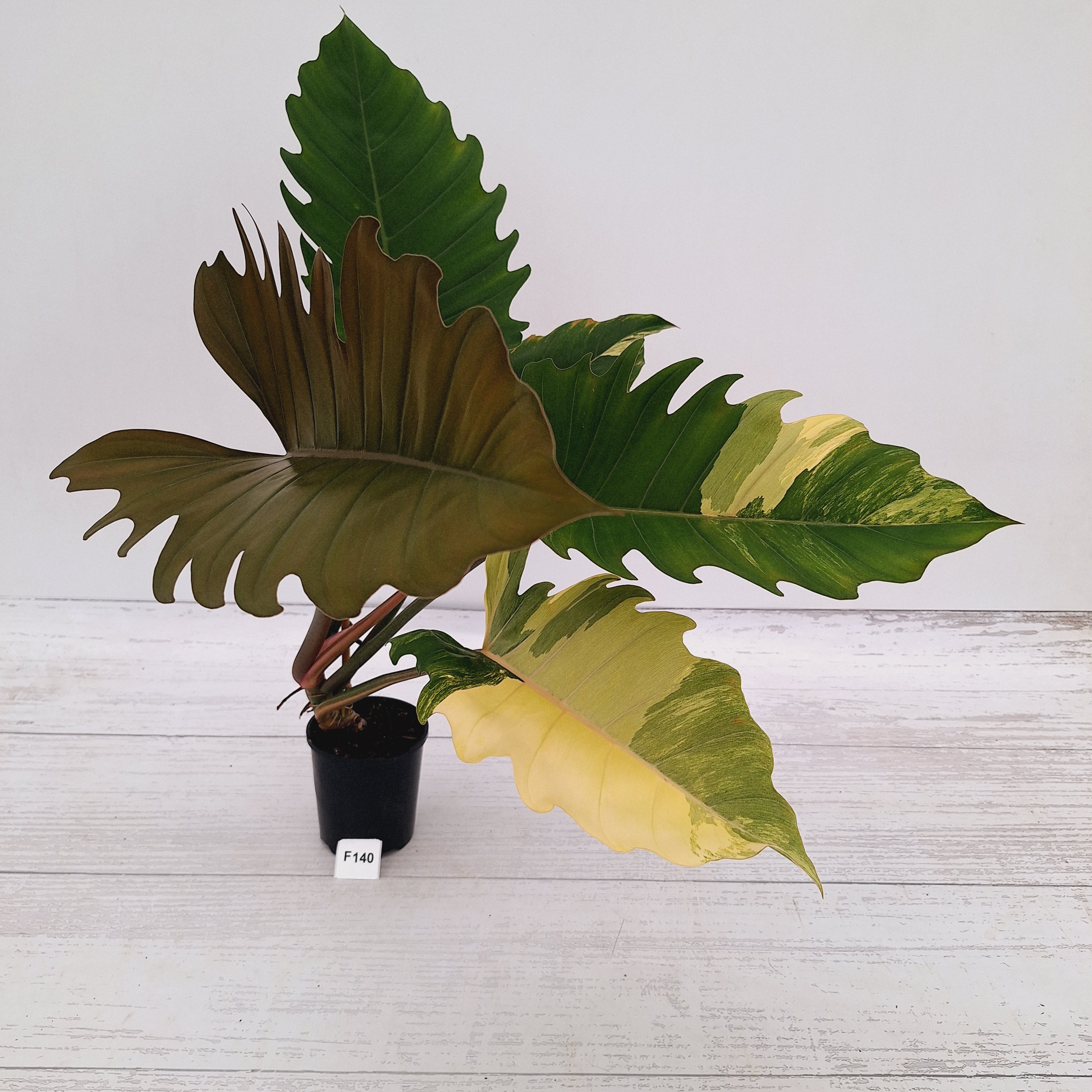 Philodendron serratum Caramel Marble