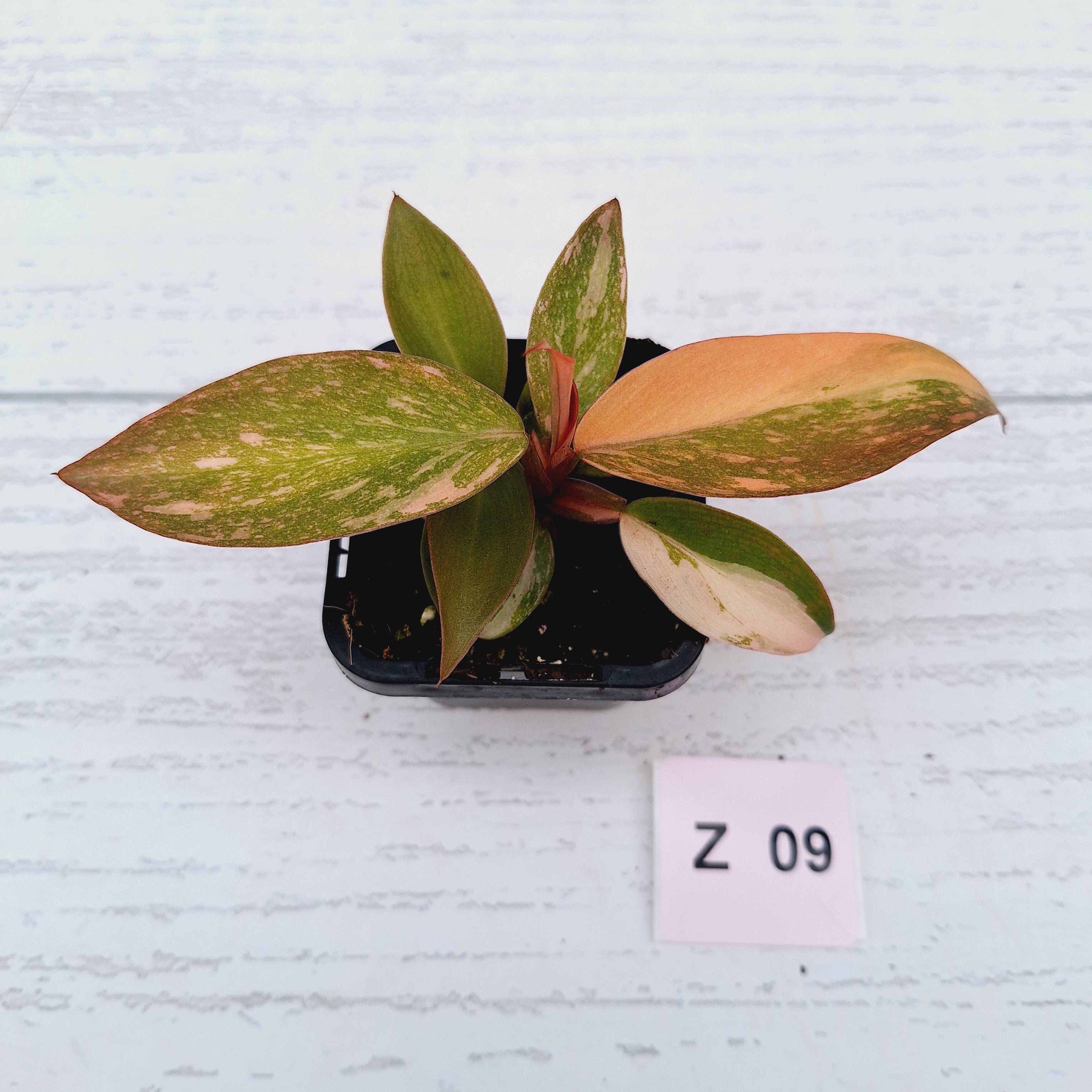 Philodendron &#39;Orange Princess&#39;