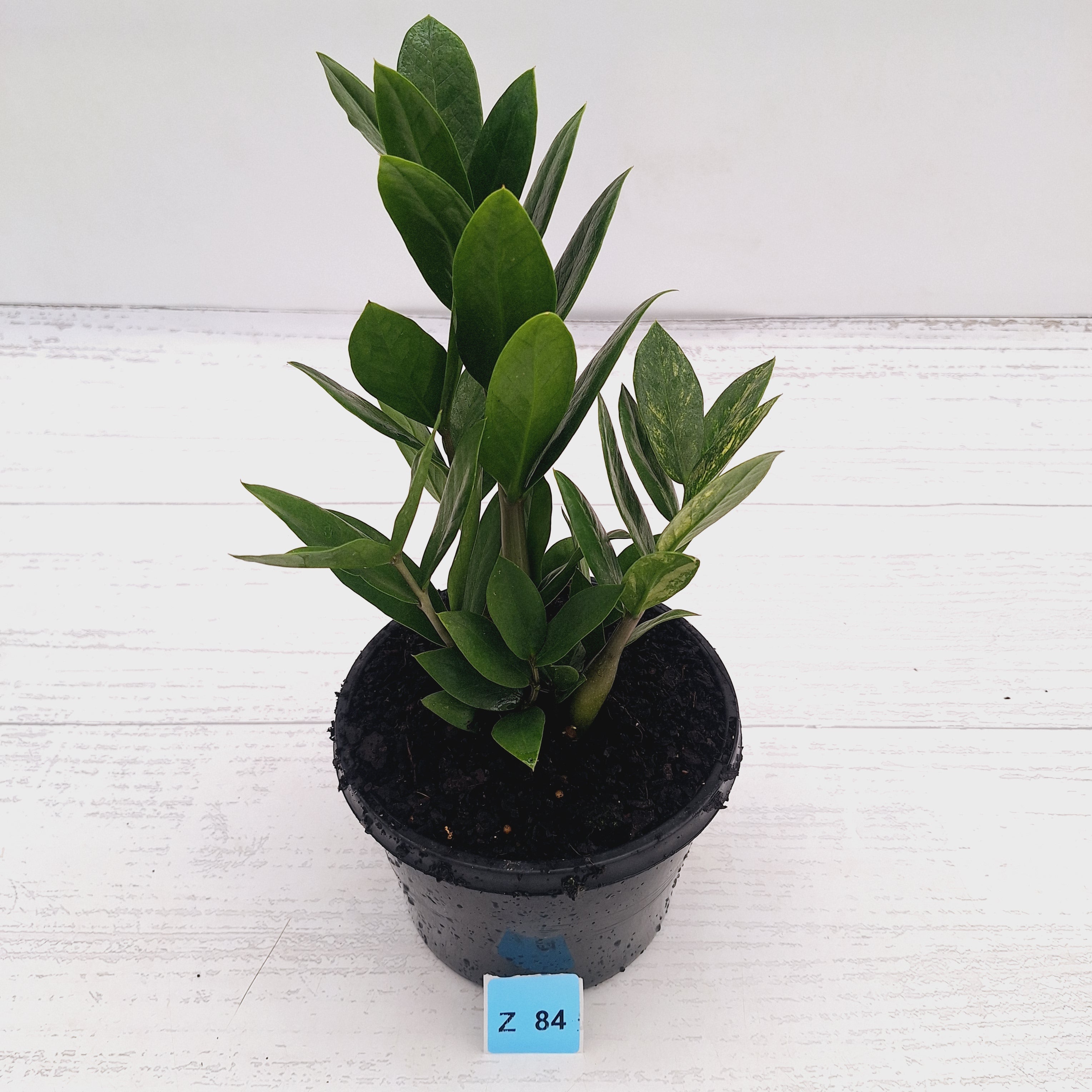 Zamioculcas zamiifolia Variegated ZZ Plant