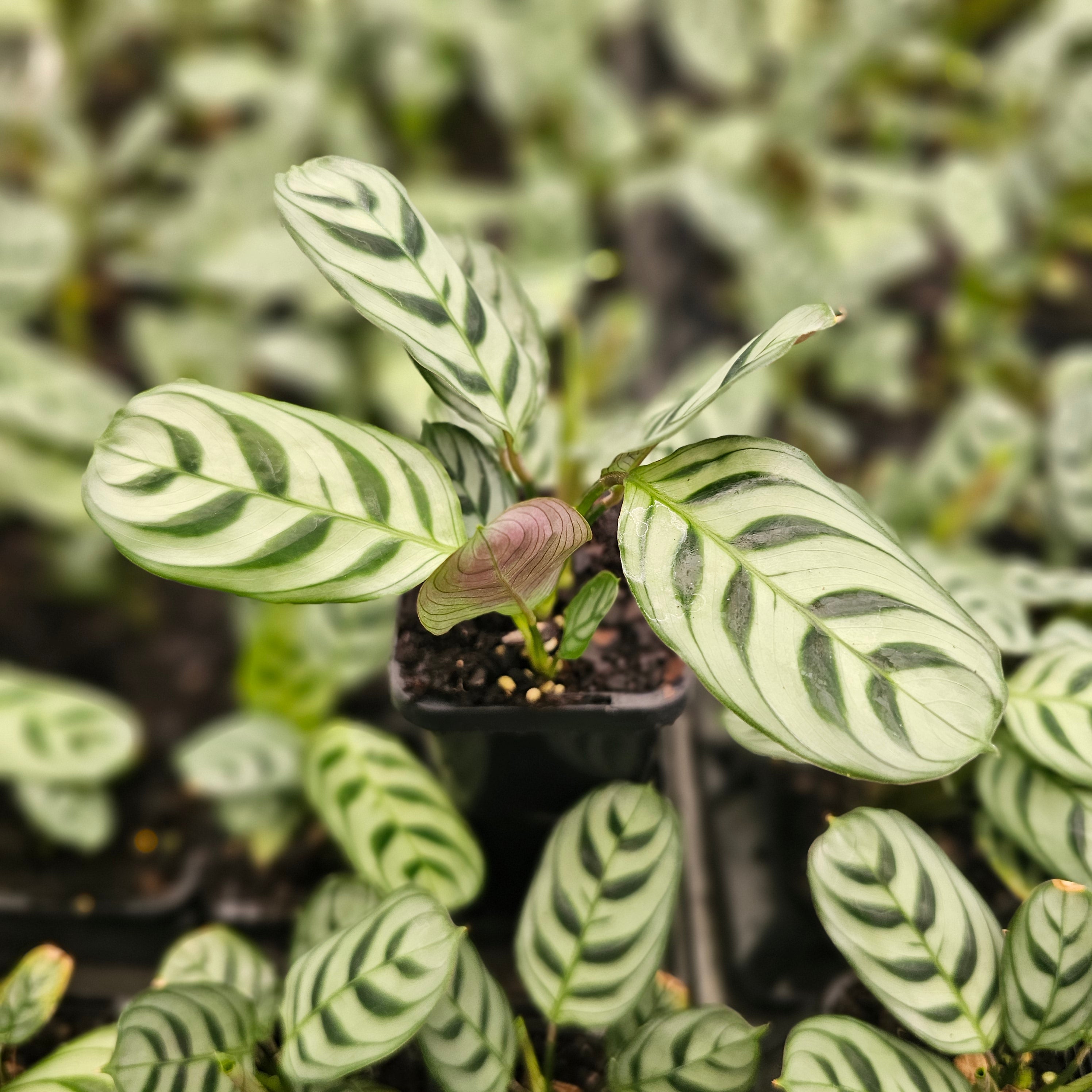 Ctenanthe burle marxii Amabilis