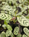 Ctenanthe burle marxii Amabilis