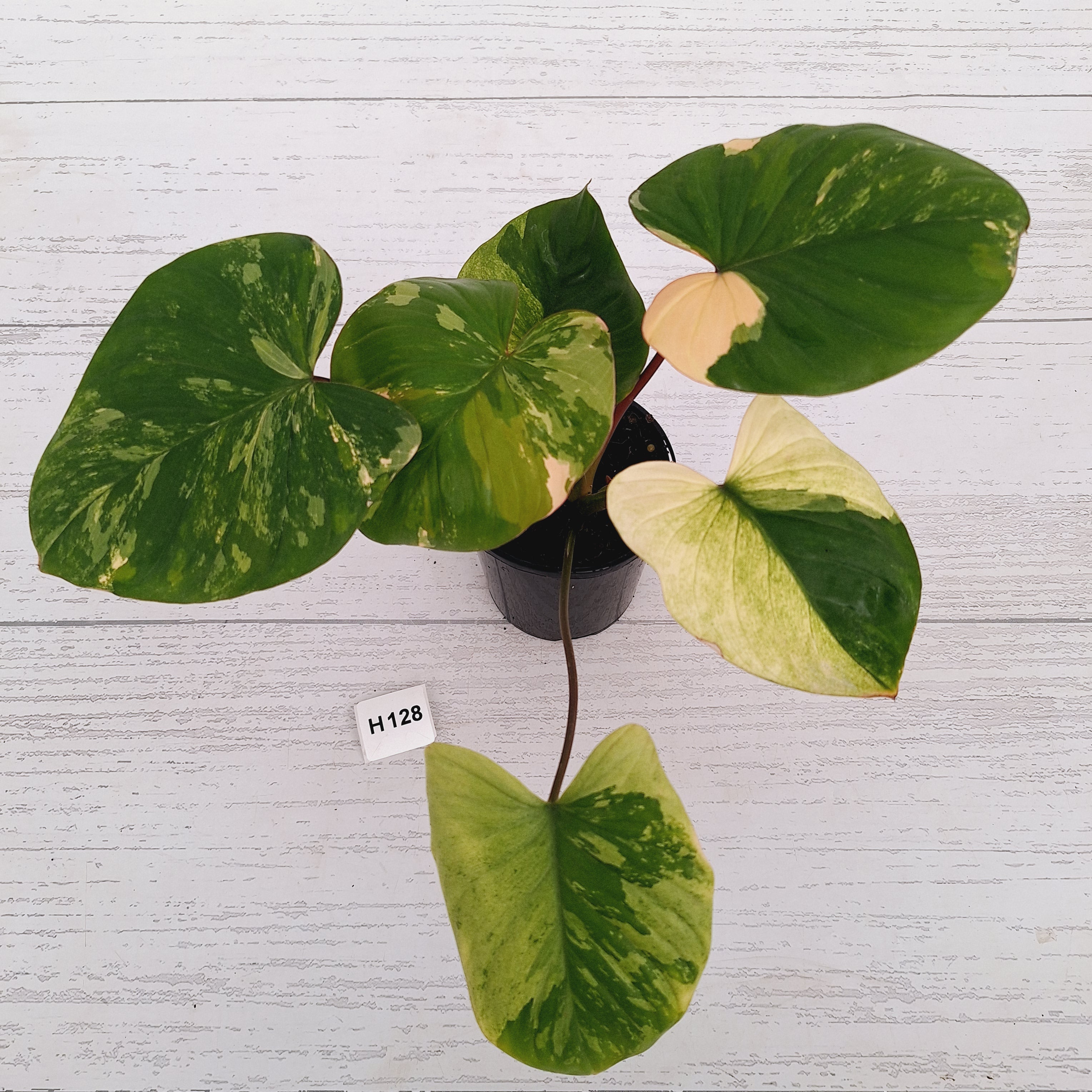 Homalomena rubescens Variegata -