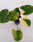 Homalomena rubescens Variegata -