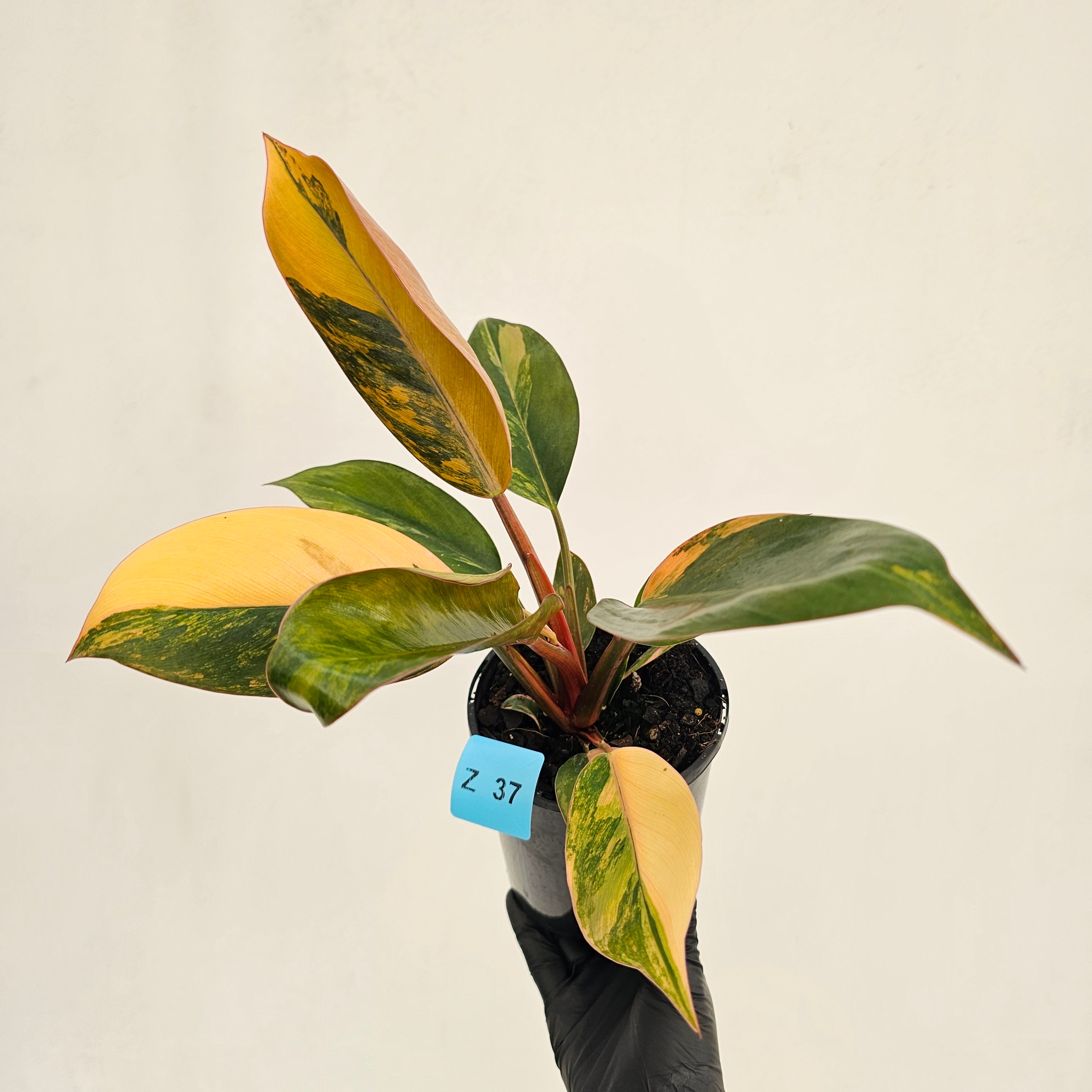 Philodendron 'Rojo Congo Variegated' 125mm