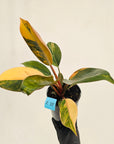 Philodendron 'Rojo Congo Variegated' 125mm