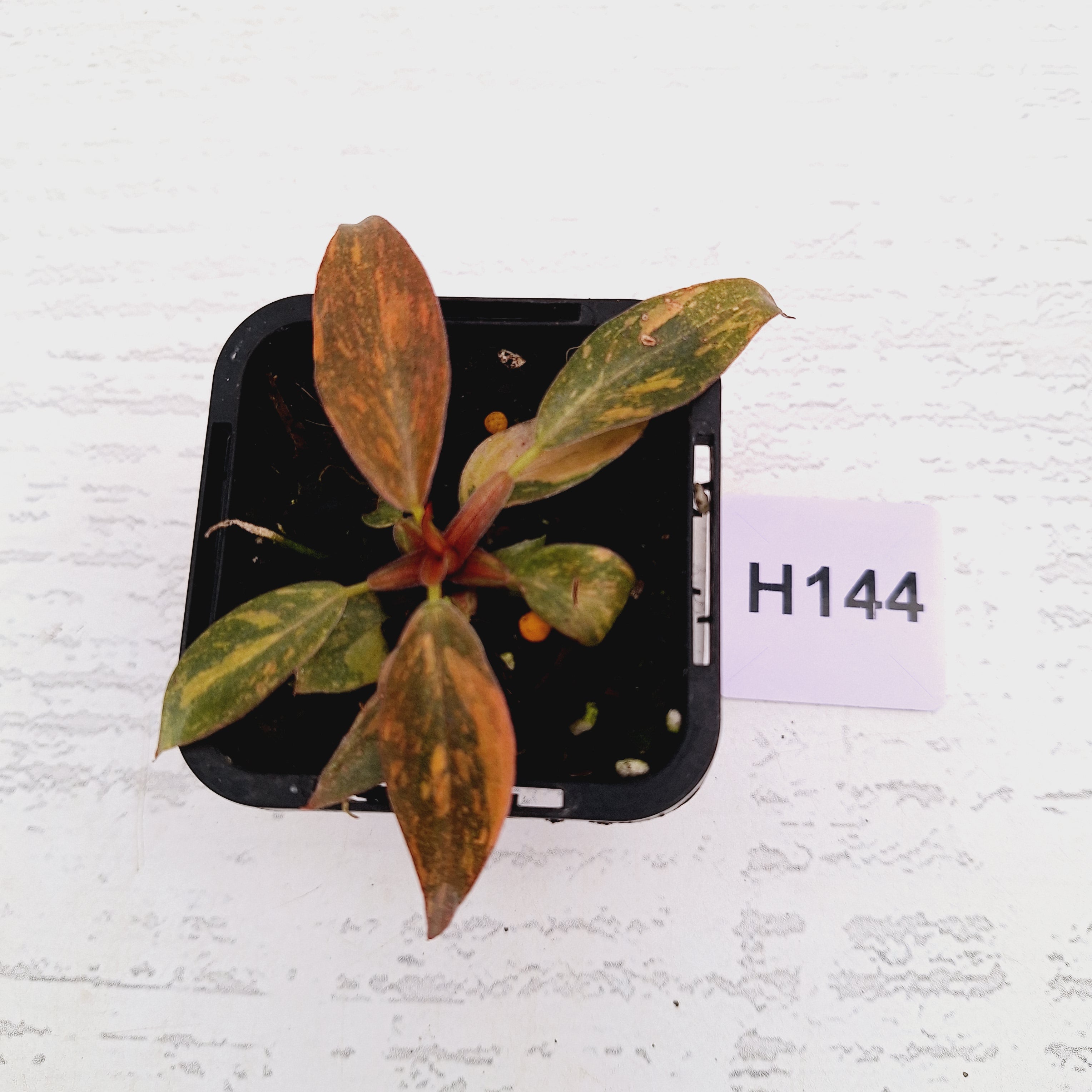 Philodendron &#39;Orange Princess&#39;