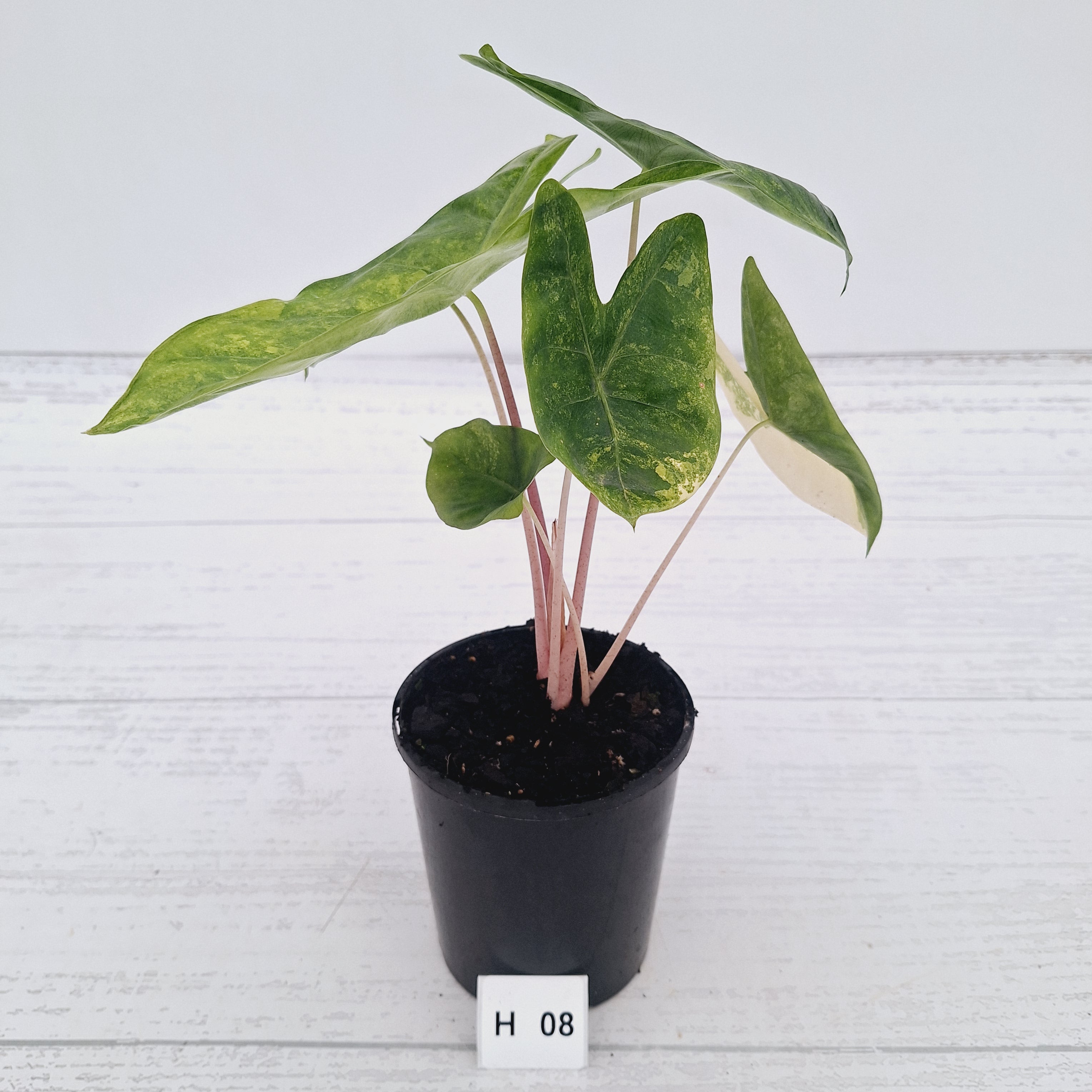 Alocasia 'Morocco' Variegated - SALE