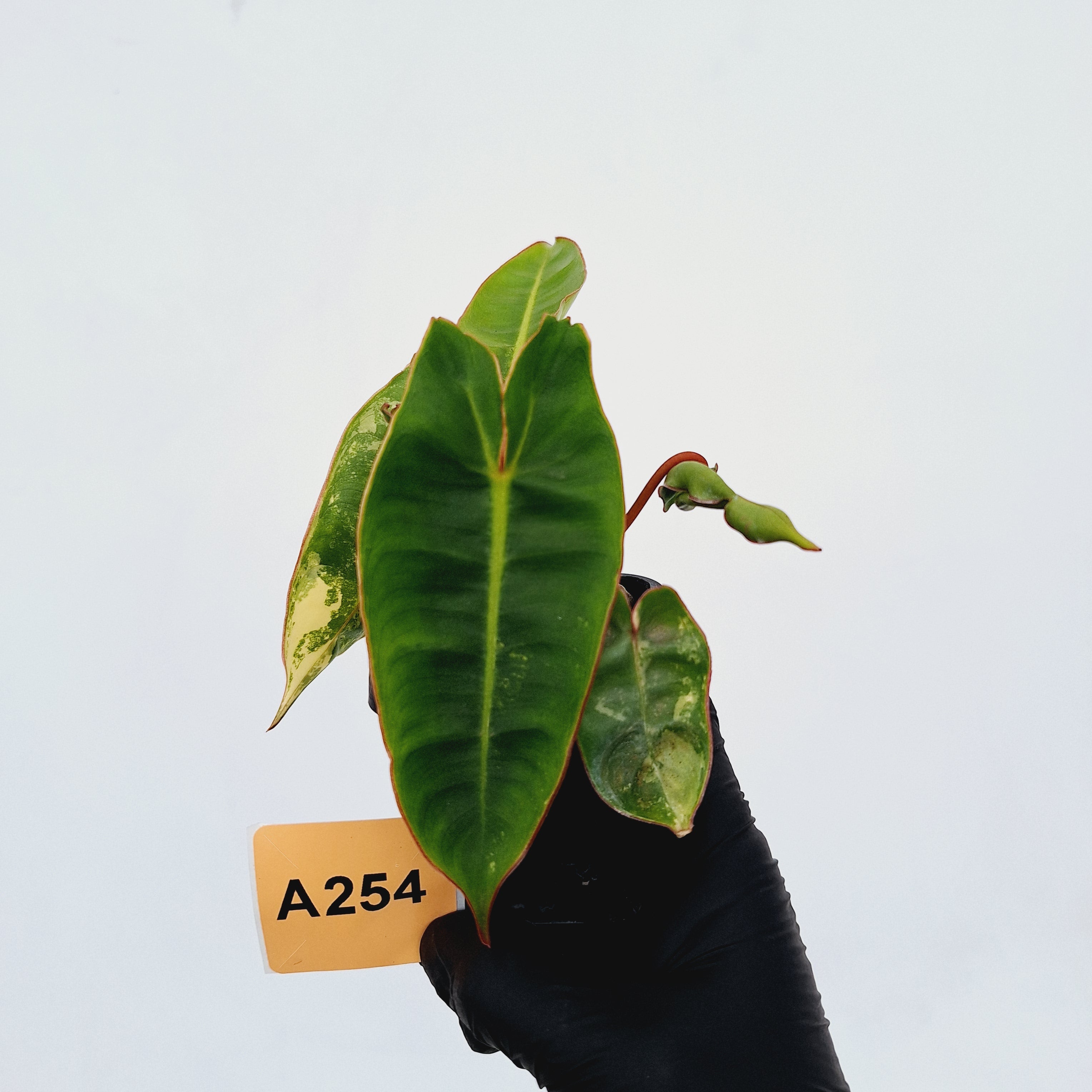 Philodendron billietiae Variegata