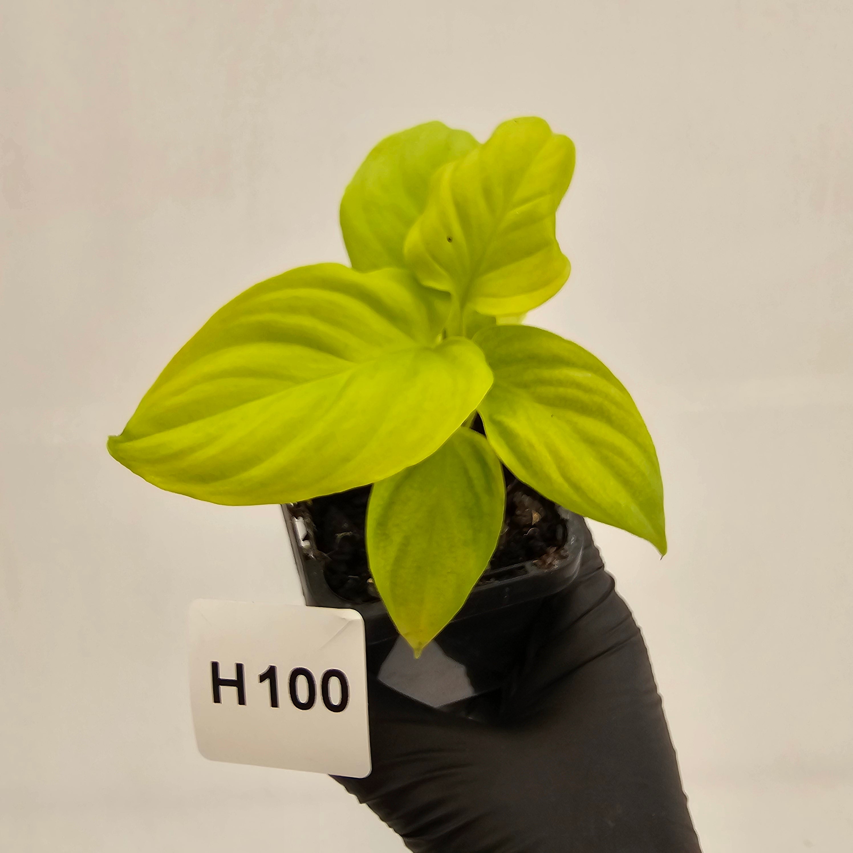 Homalomena rubescens Golden Hibiscus’ - Bare Bottom Baby - SALE