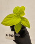Homalomena rubescens Golden Hibiscus’ - Bare Bottom Baby - SALE