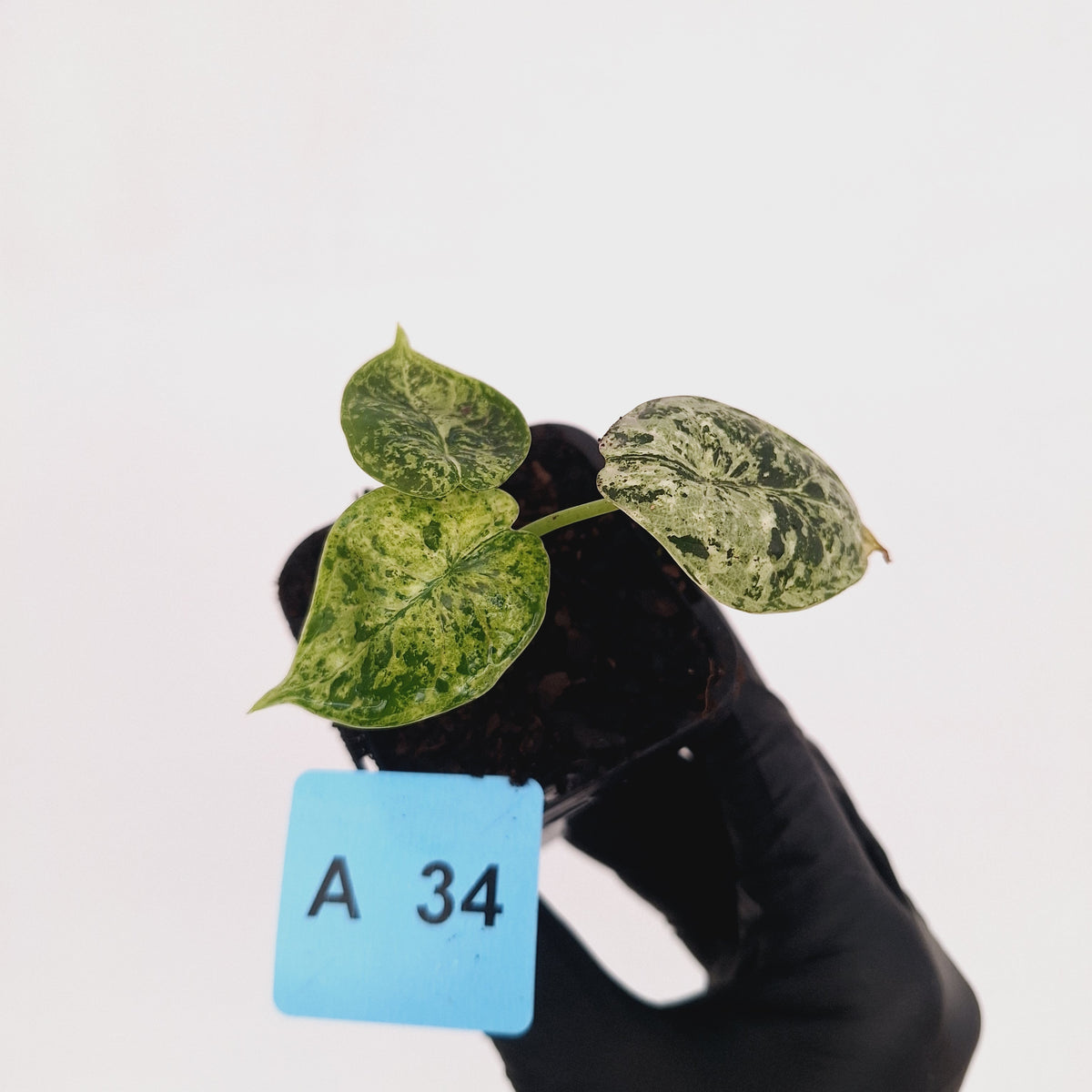 Alocasia baginda ‘Dragon Scale Mint'