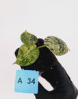 Alocasia baginda ‘Dragon Scale Mint'