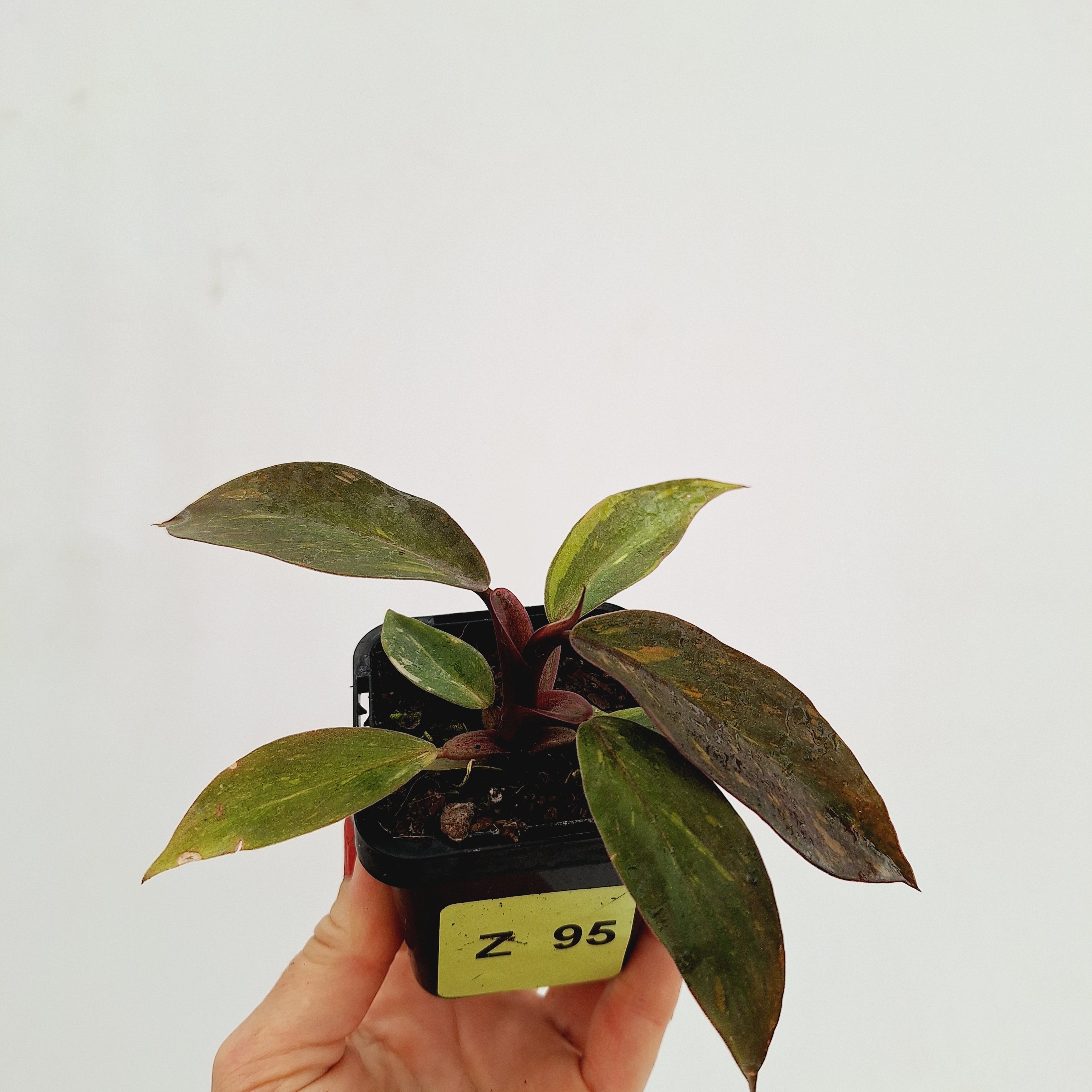 Philodendron &#39;Orange Princess&#39;