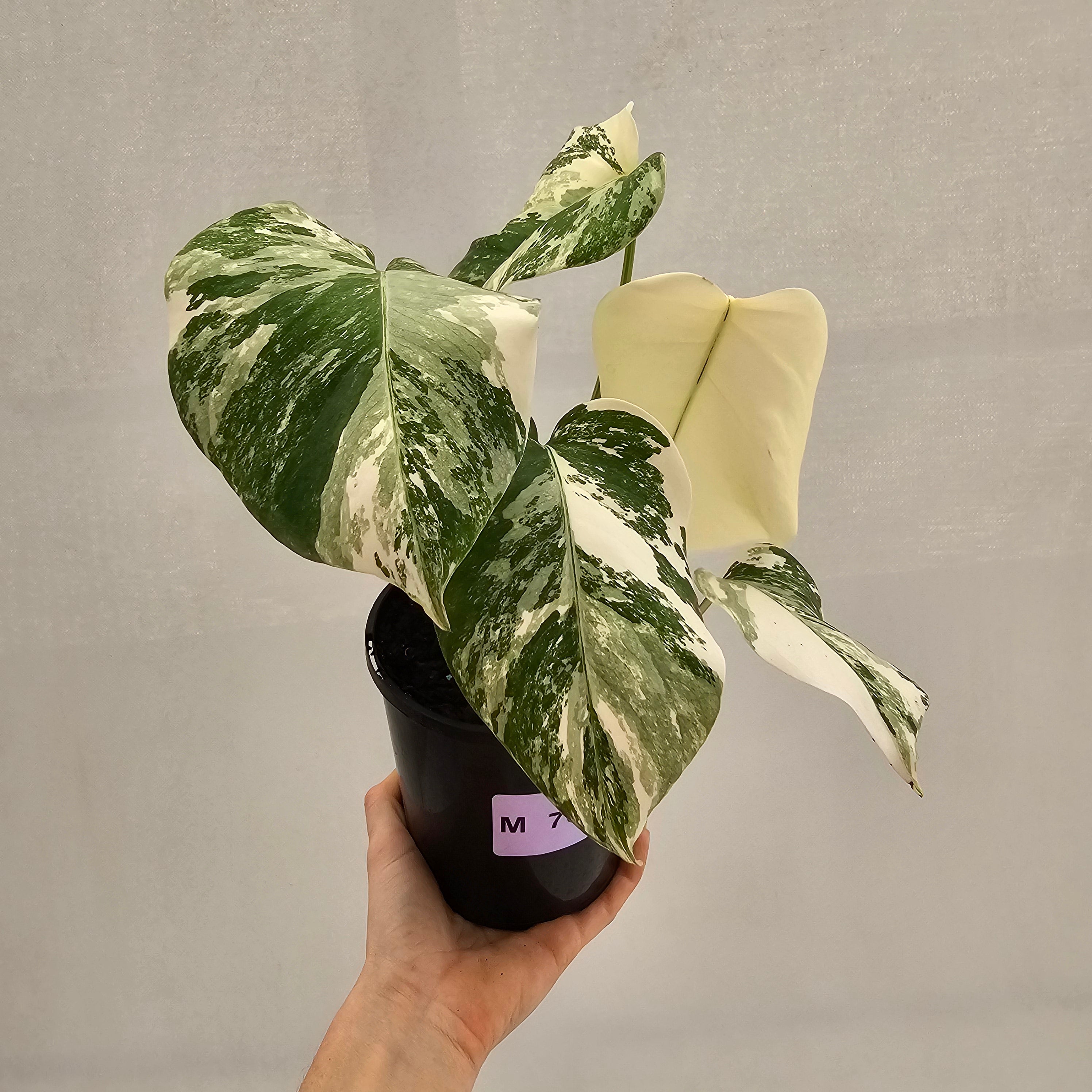 Monstera borsigiana 'Albo'