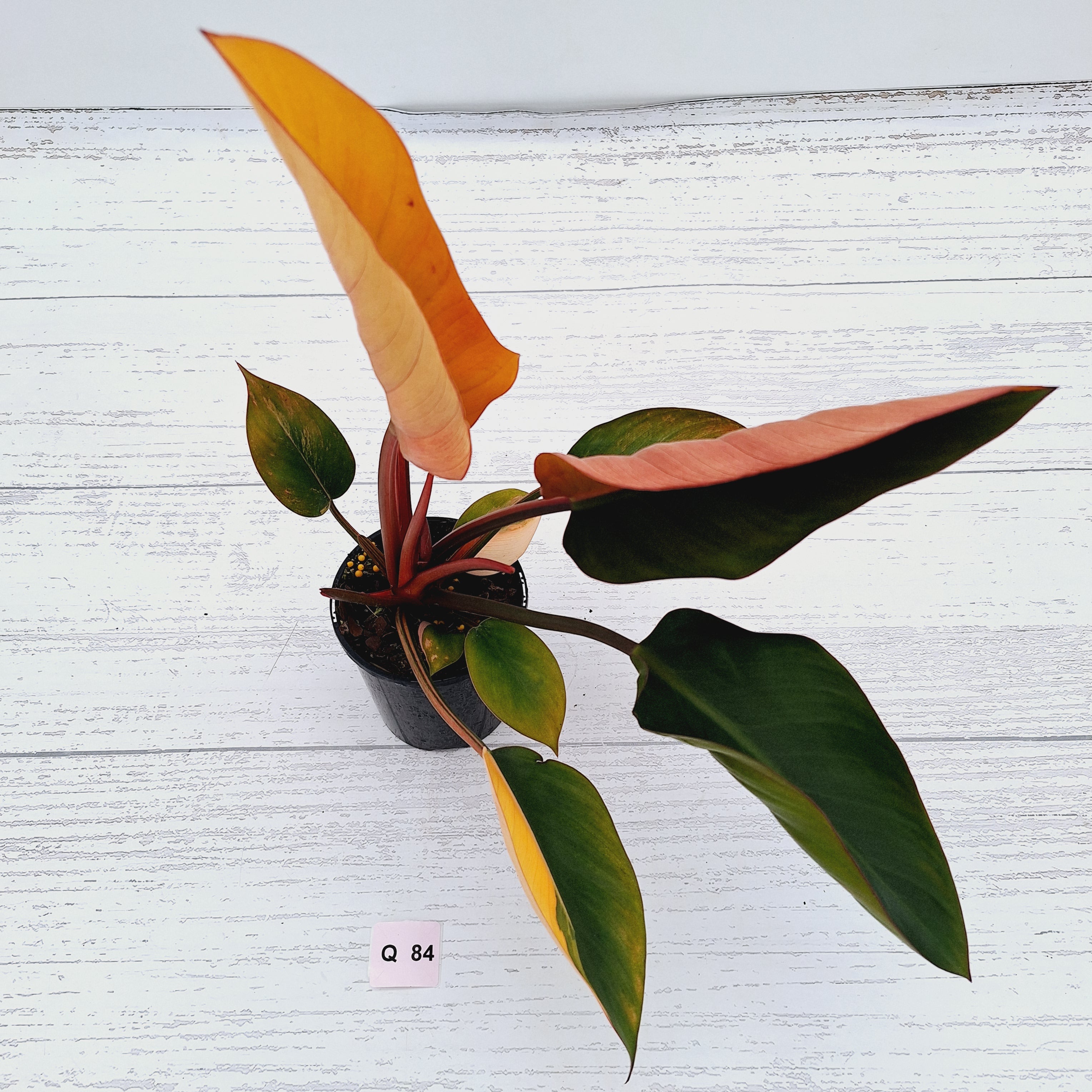 Philodendron &#39;Rojo Congo Variegated&#39;