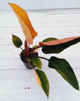 Philodendron 'Rojo Congo Variegated'