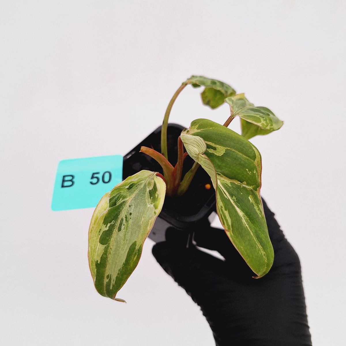 Philodendron gloriosum 'Snow Leopard'