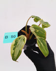 Philodendron gloriosum 'Snow Leopard'