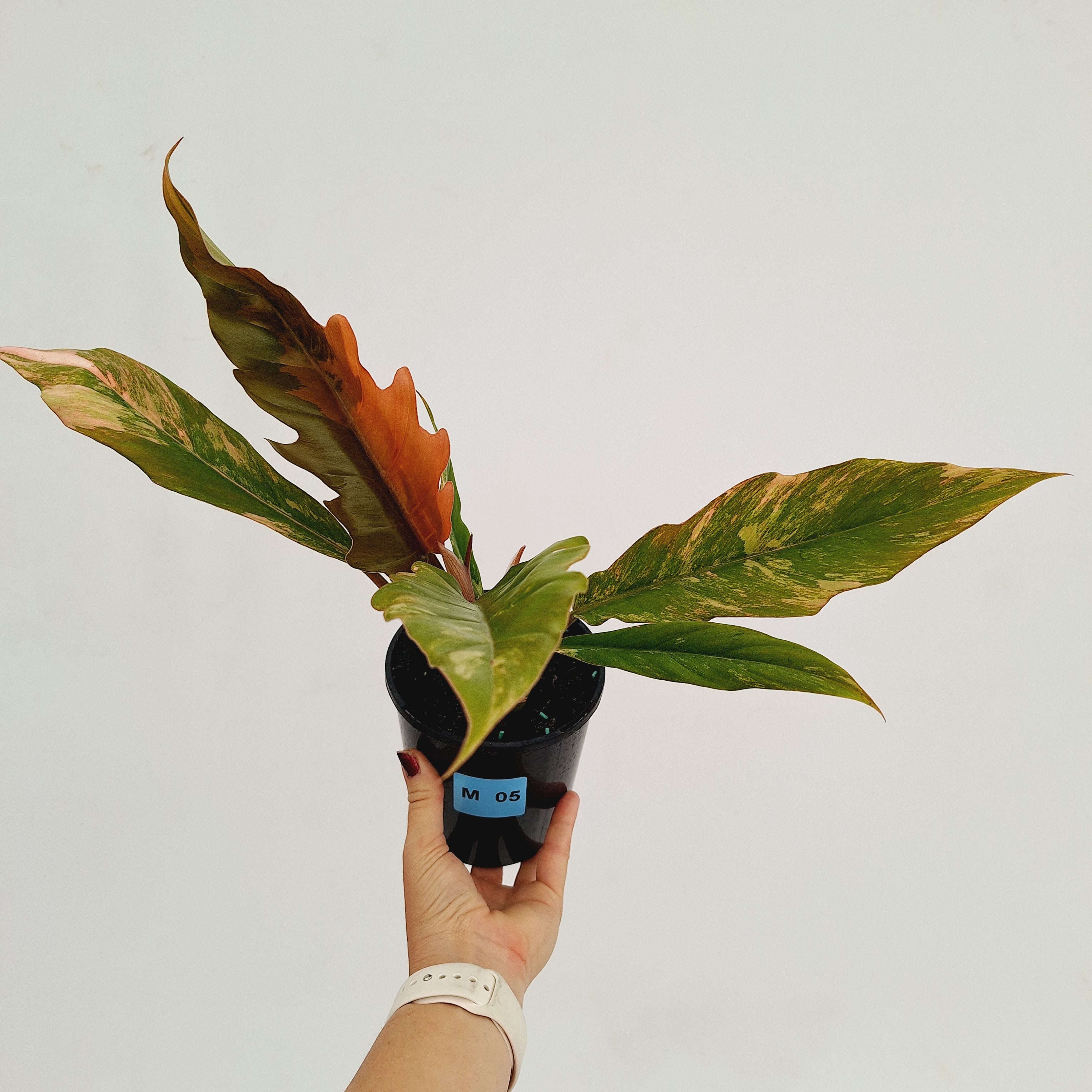 Philodendron serratum Caramel Marble