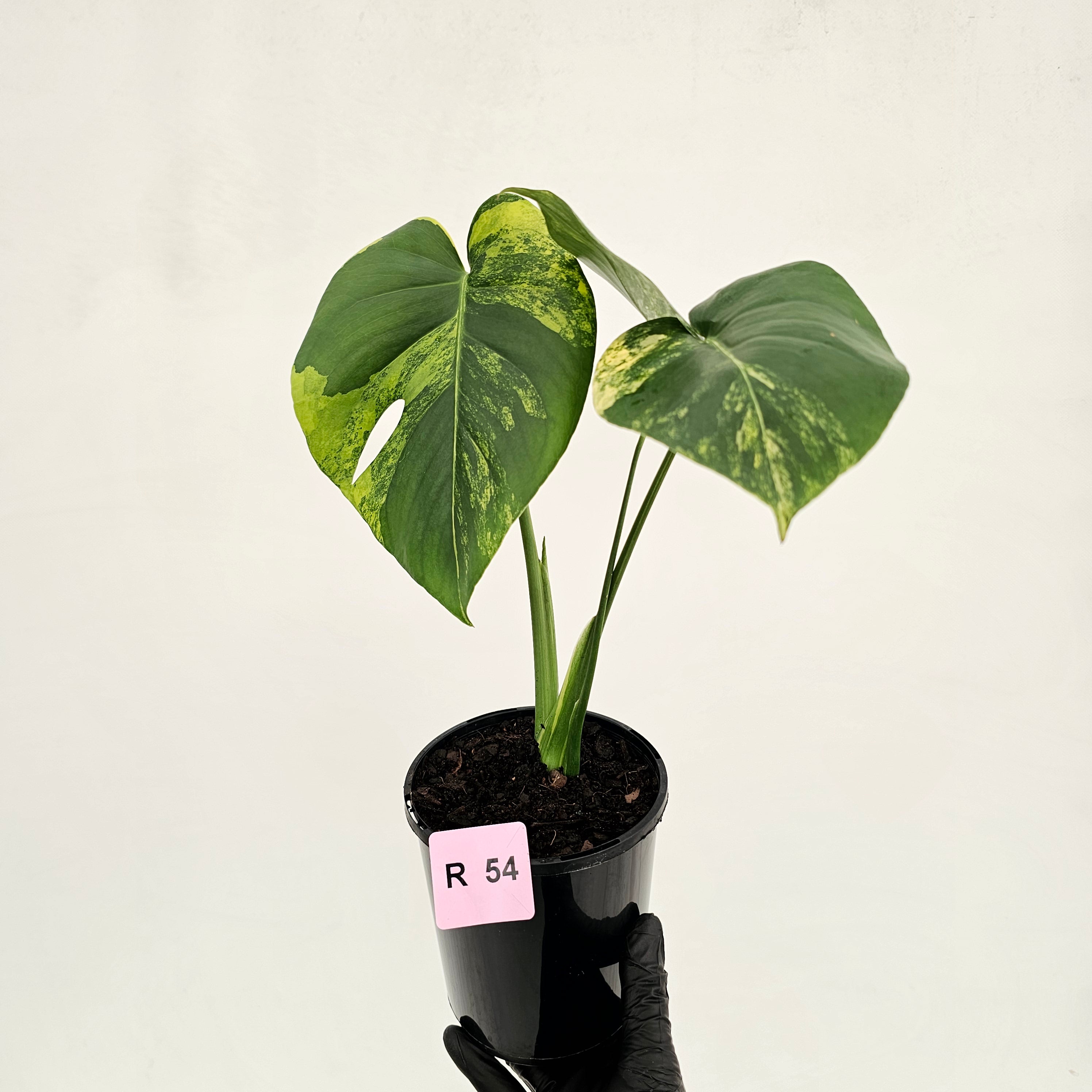 Monstera deliciosa Variegata