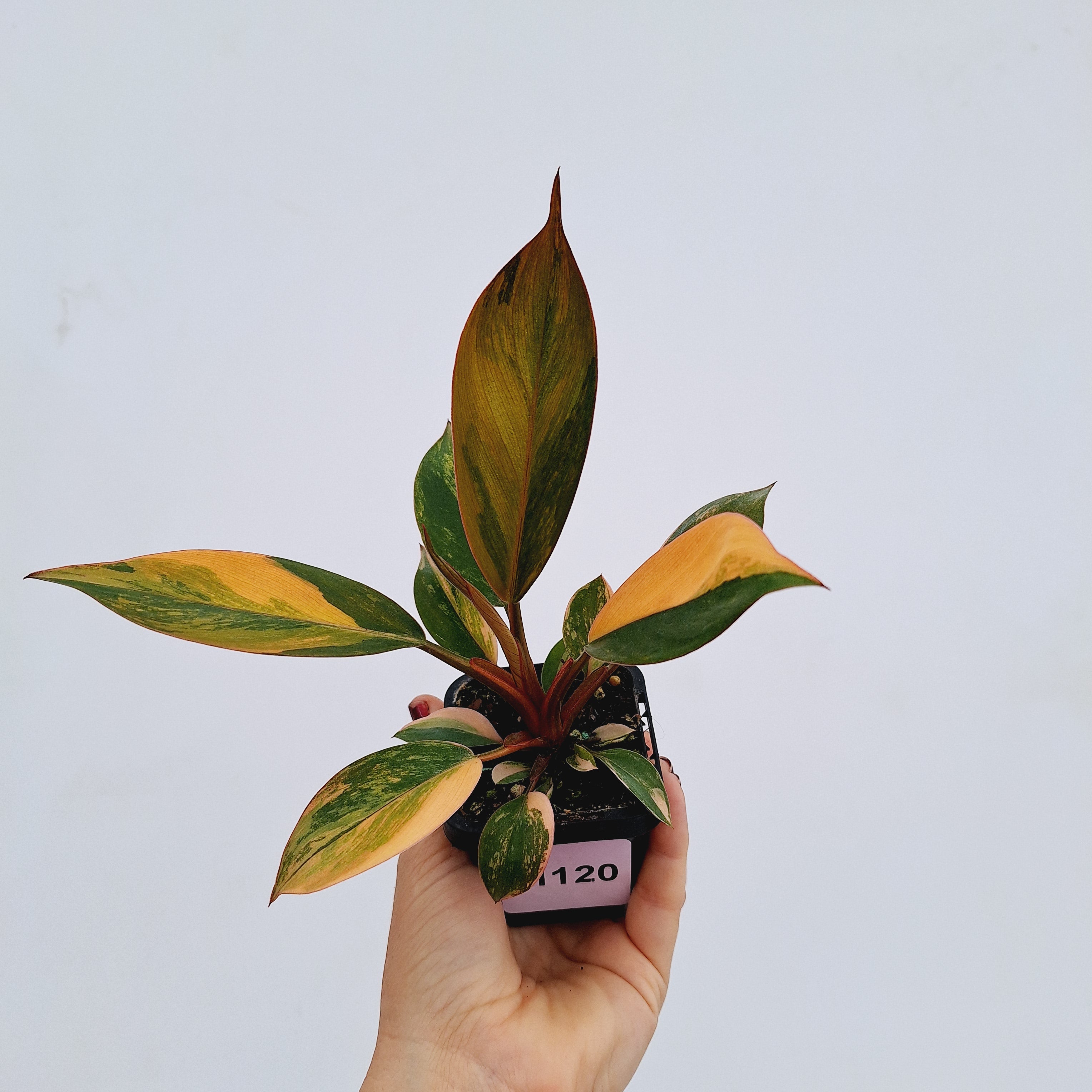 Philodendron &#39;Rojo Congo Variegated&#39;
