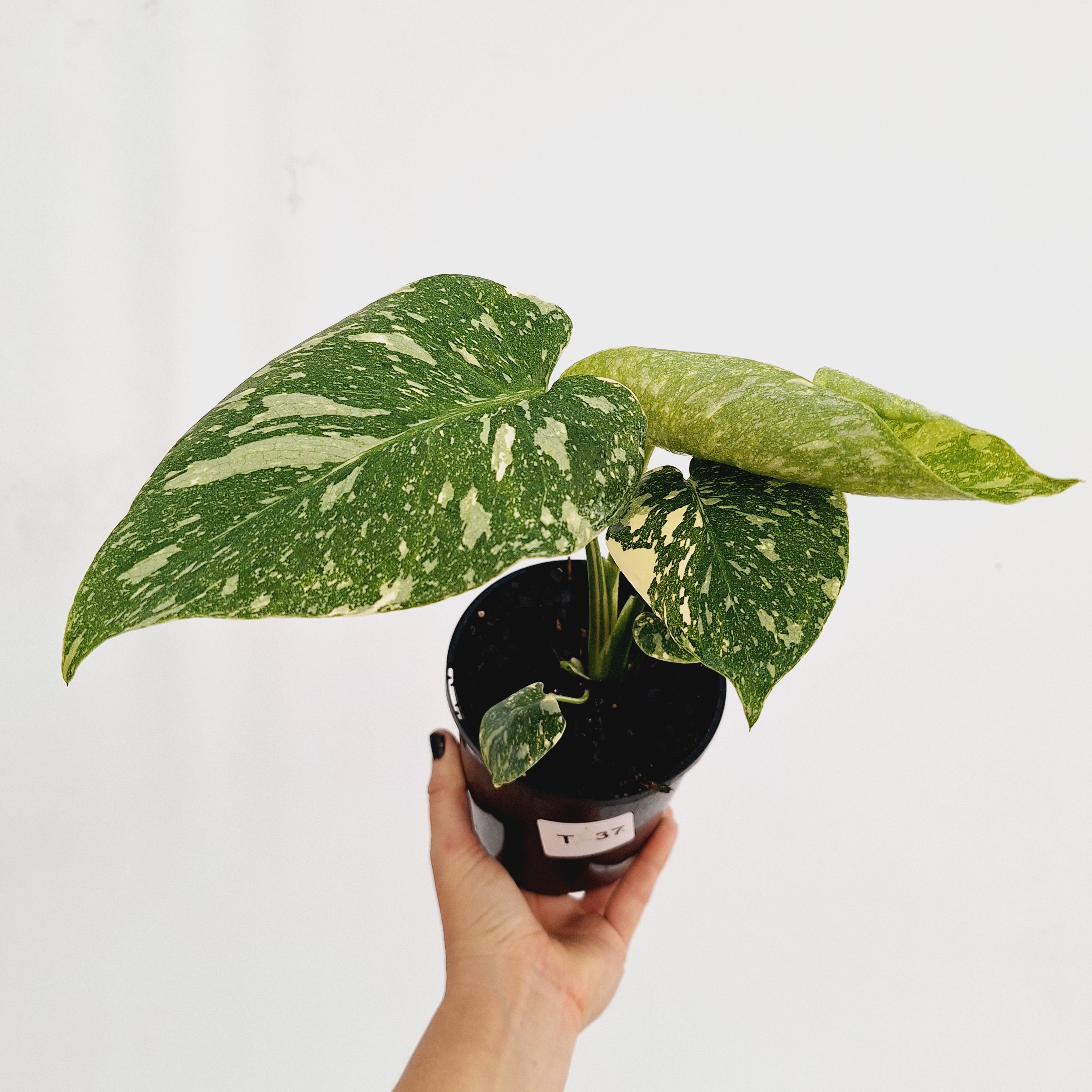 Monstera deliciosa Thai Constellation Sports