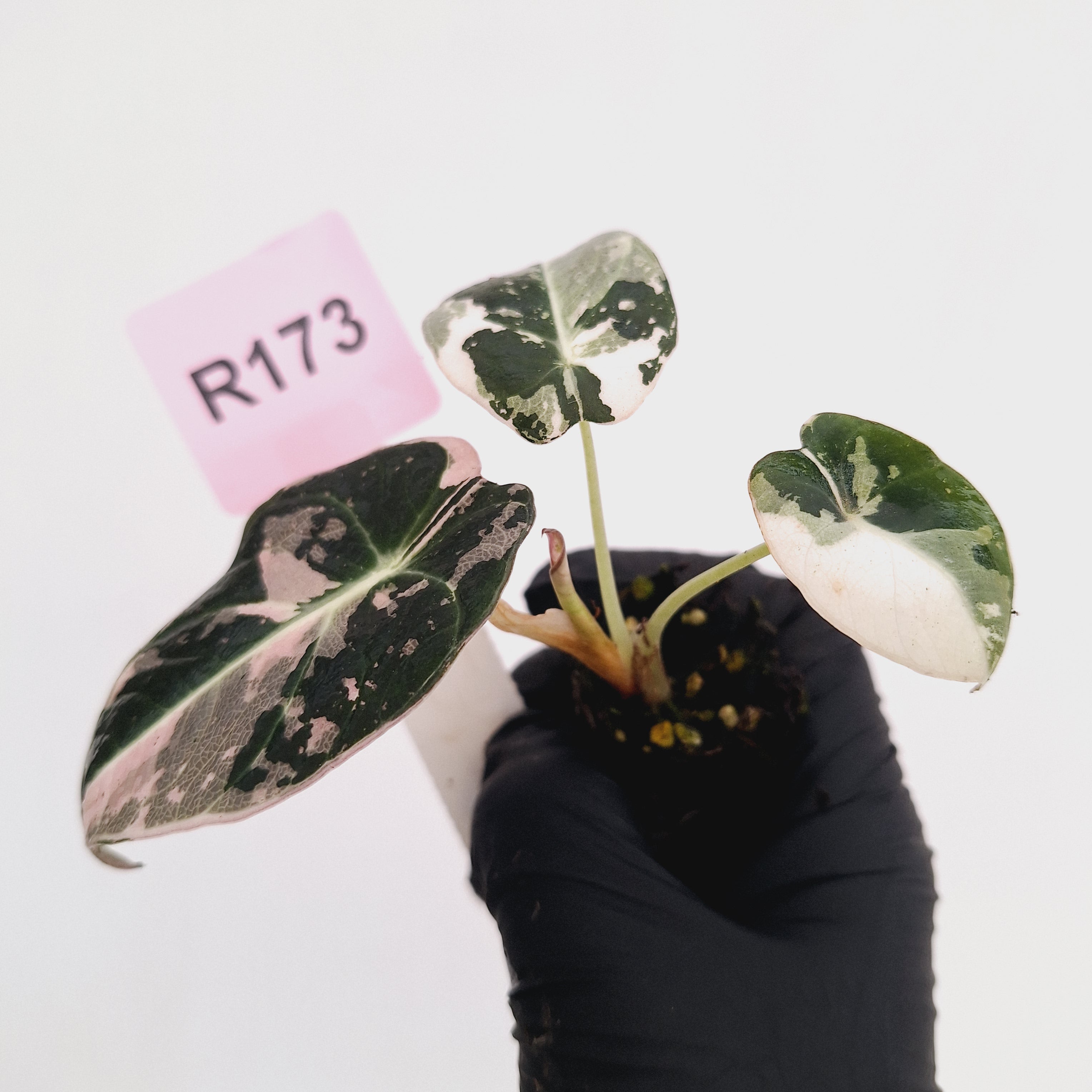 Alocasia reginula 'Black Velvet variegata' - Bare Bottom Baby