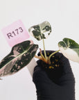 Alocasia reginula 'Black Velvet variegata' - Bare Bottom Baby