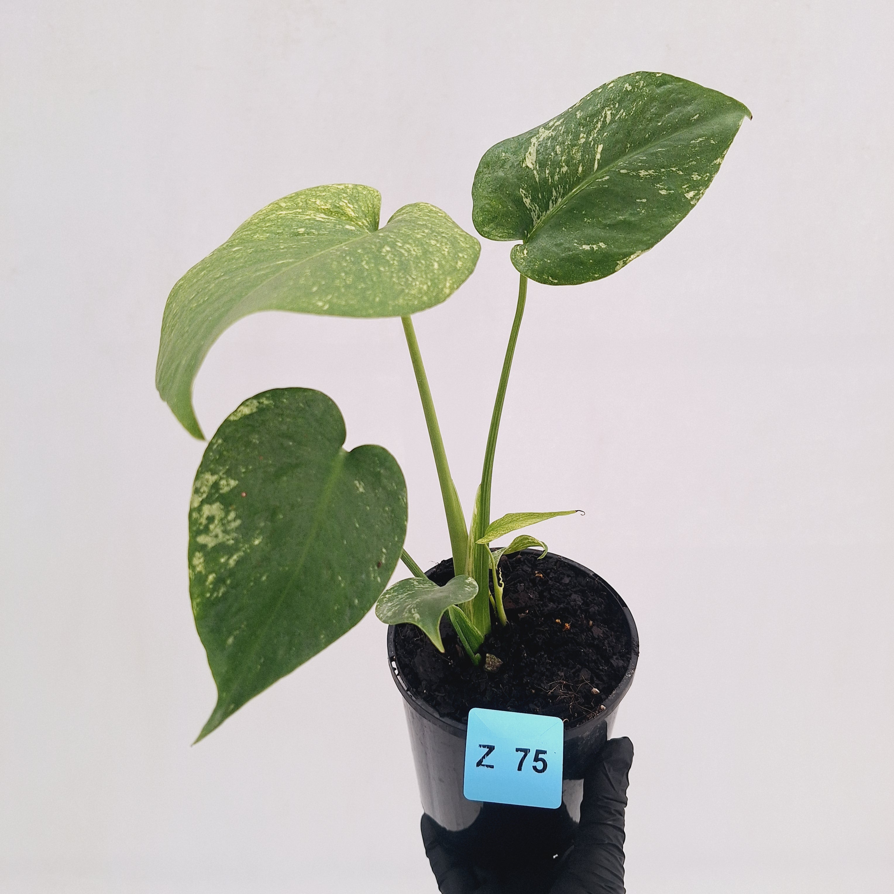 Monstera Deliciosa 'Mint'