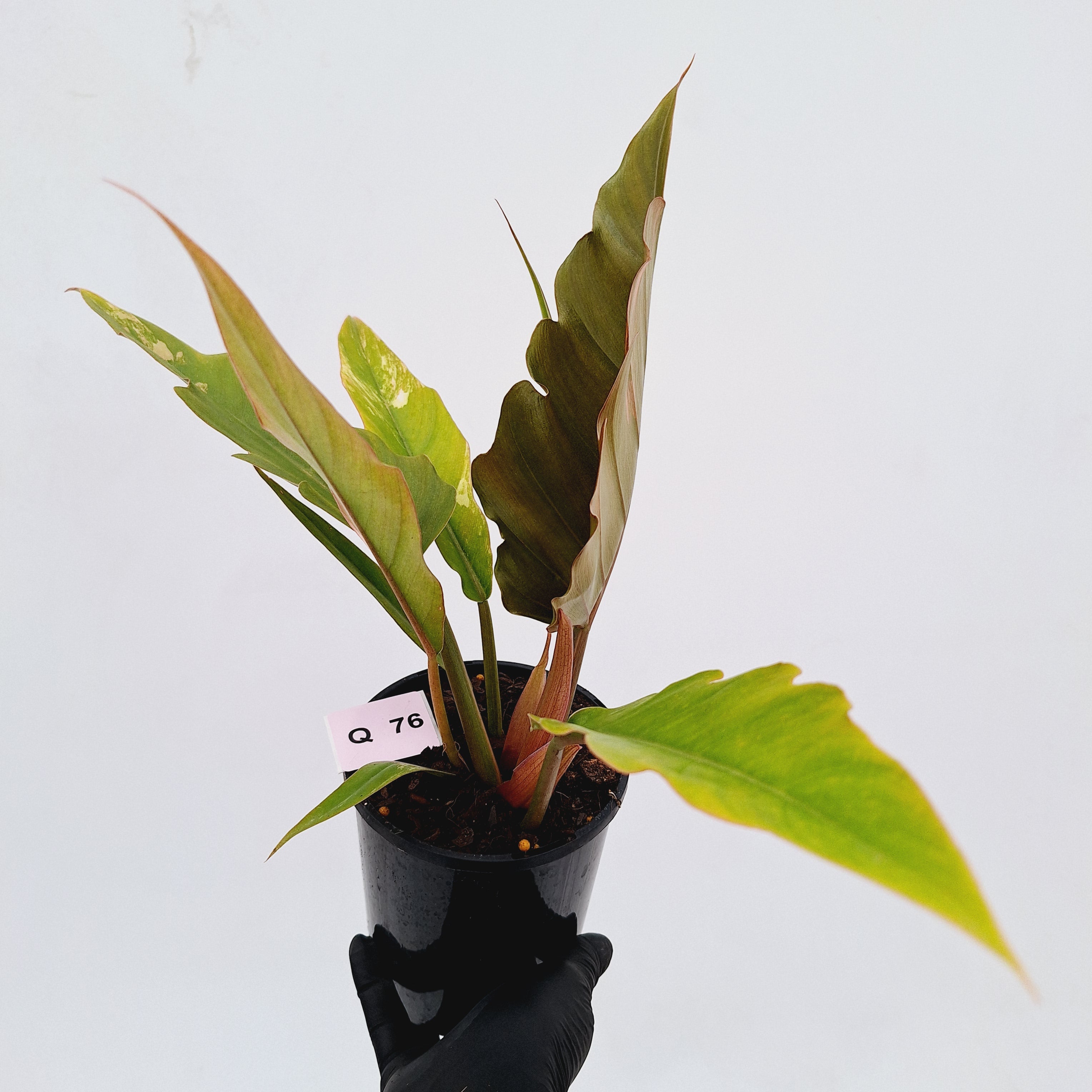 Philodendron serratum Caramel Marble