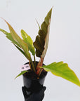 Philodendron serratum Caramel Marble