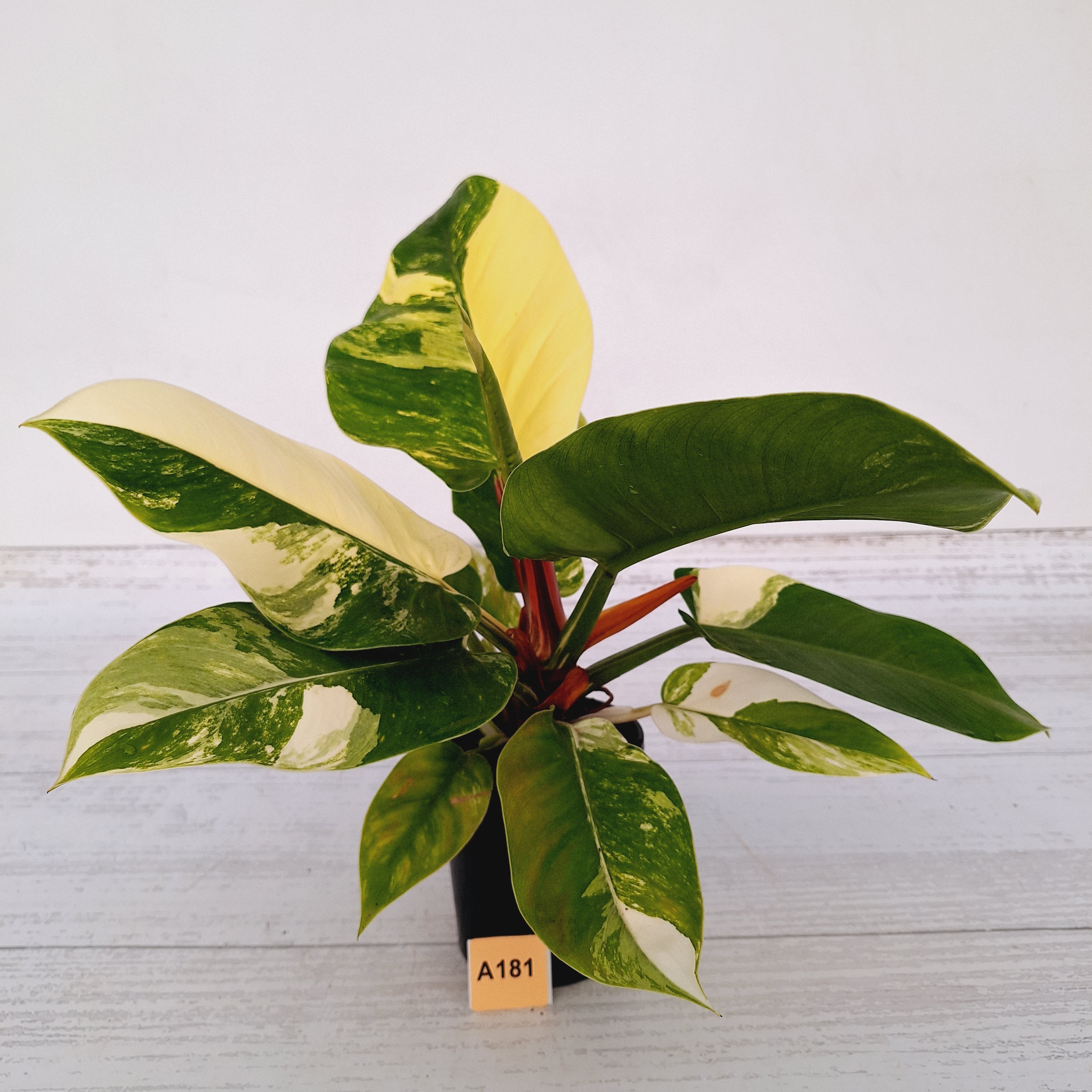 Philodendron imperial green variegata