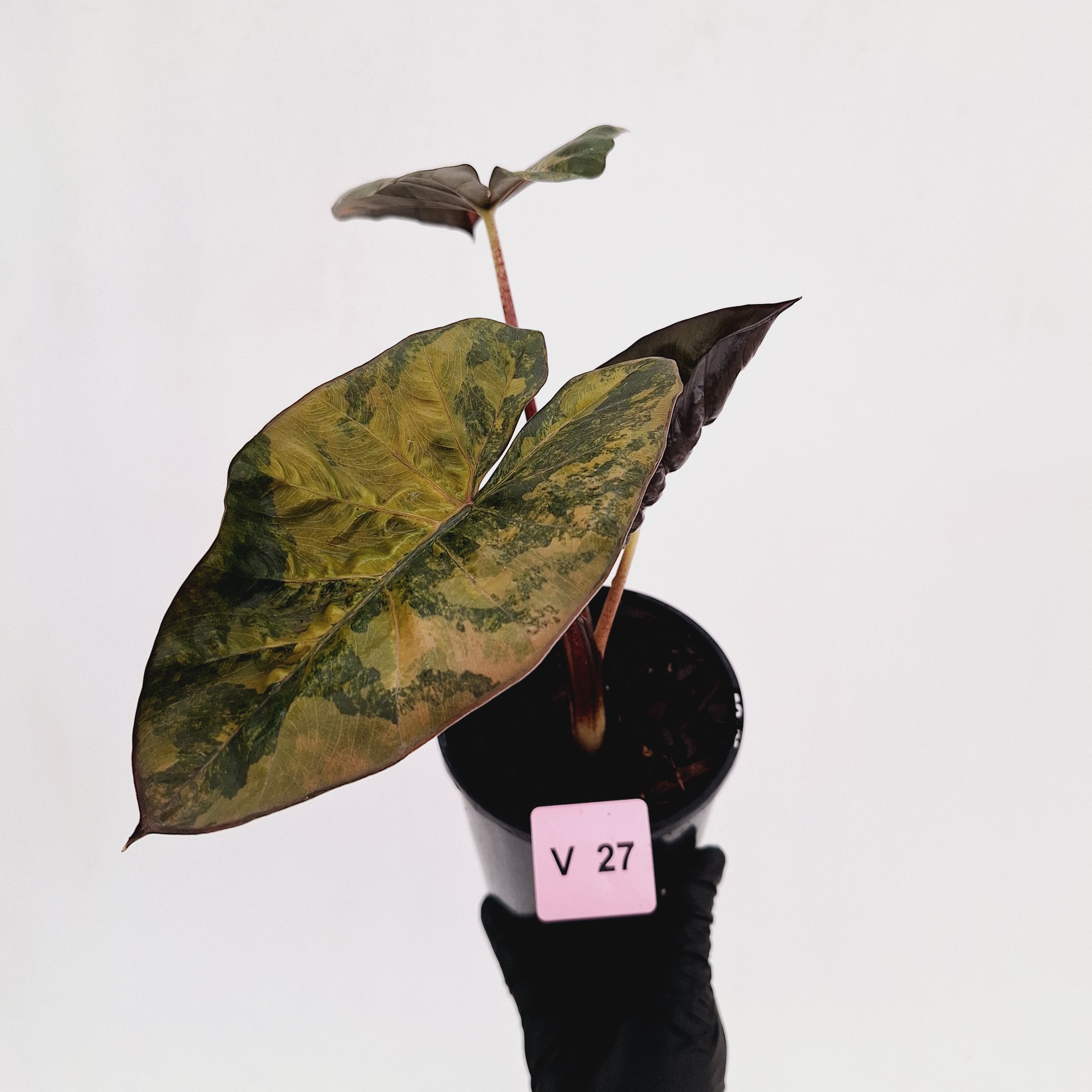 Alocasia macrorrhizos 'plumbea Variegata'- Sale