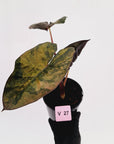 Alocasia macrorrhizos 'plumbea Variegata'- Sale