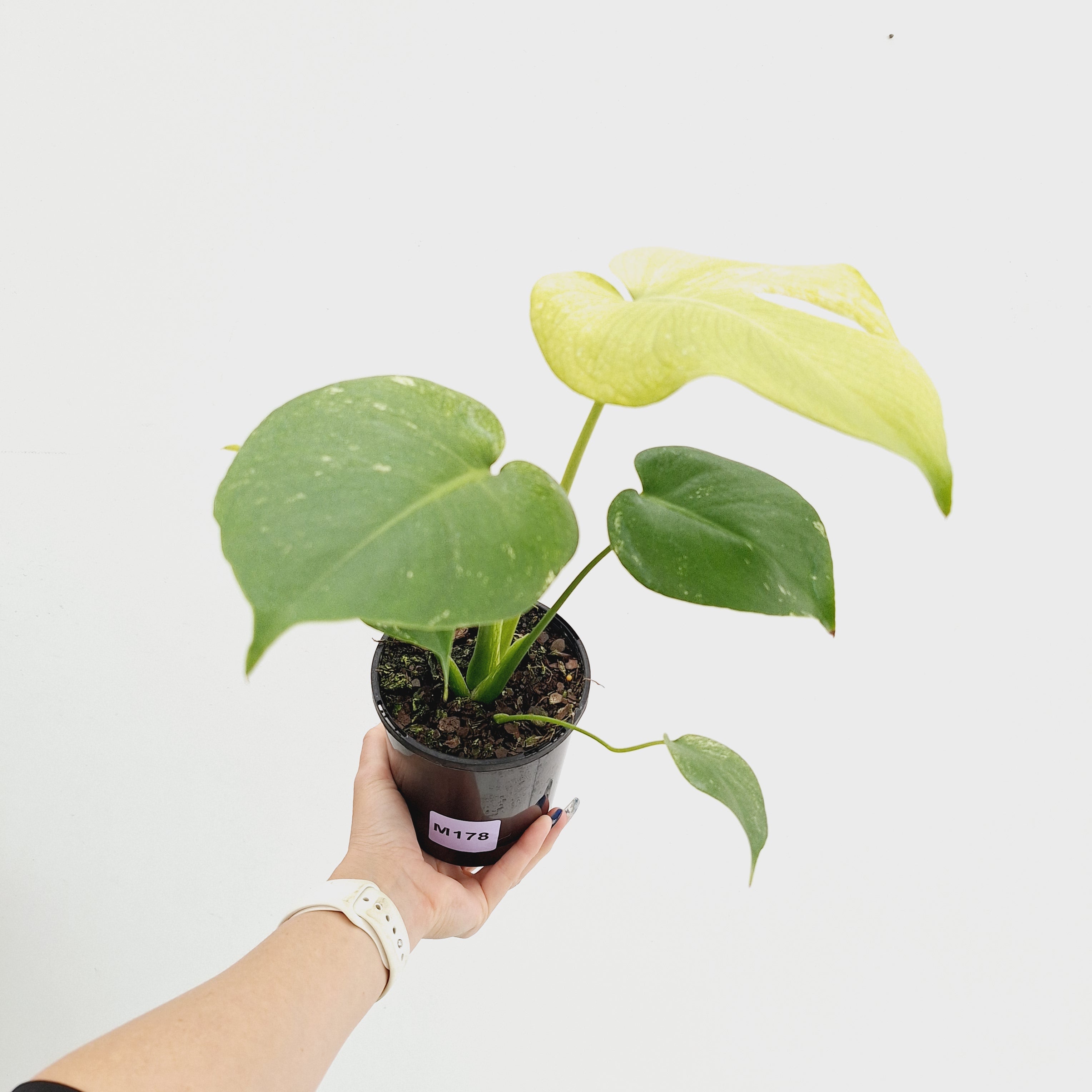 Monstera Deliciosa 'Mint' - SALE