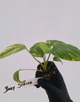 Homalomena rubescens Variegata - Bare Bottom Baby