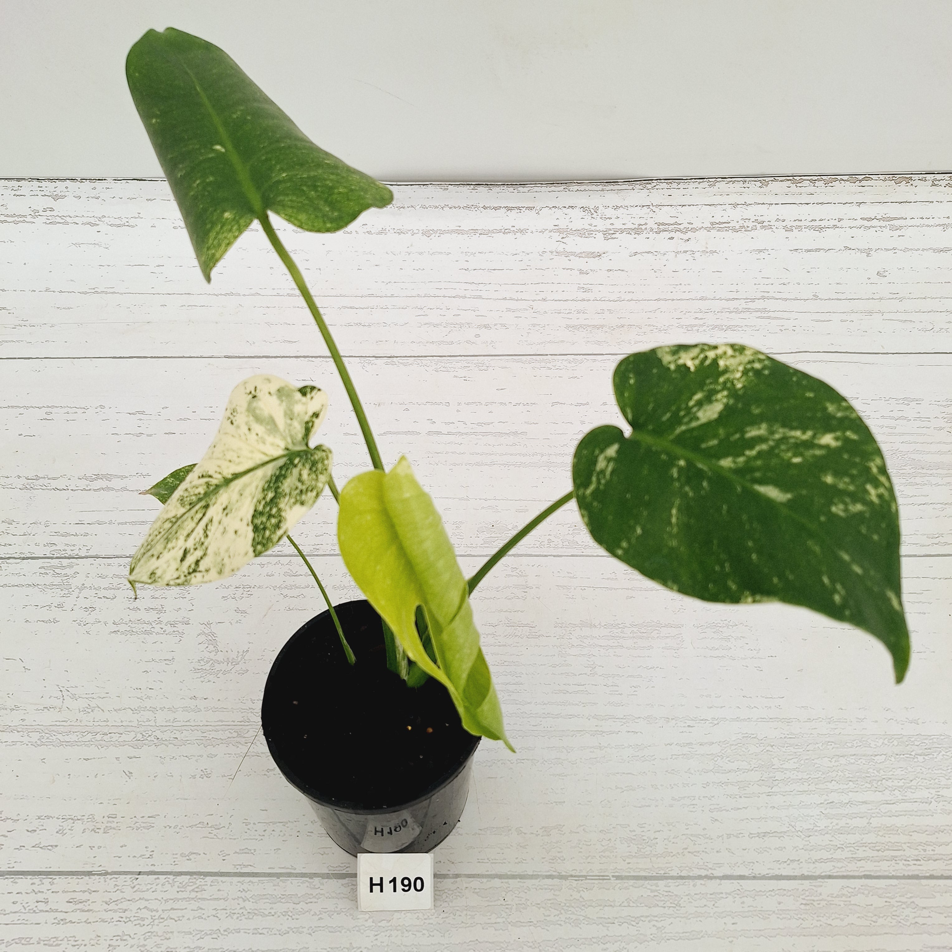 Monstera Deliciosa 'Mint' – Enliven Plants